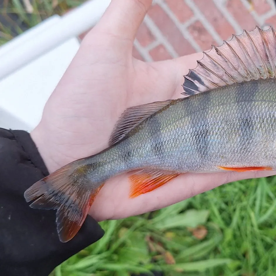 European perch caught on Fishbrain