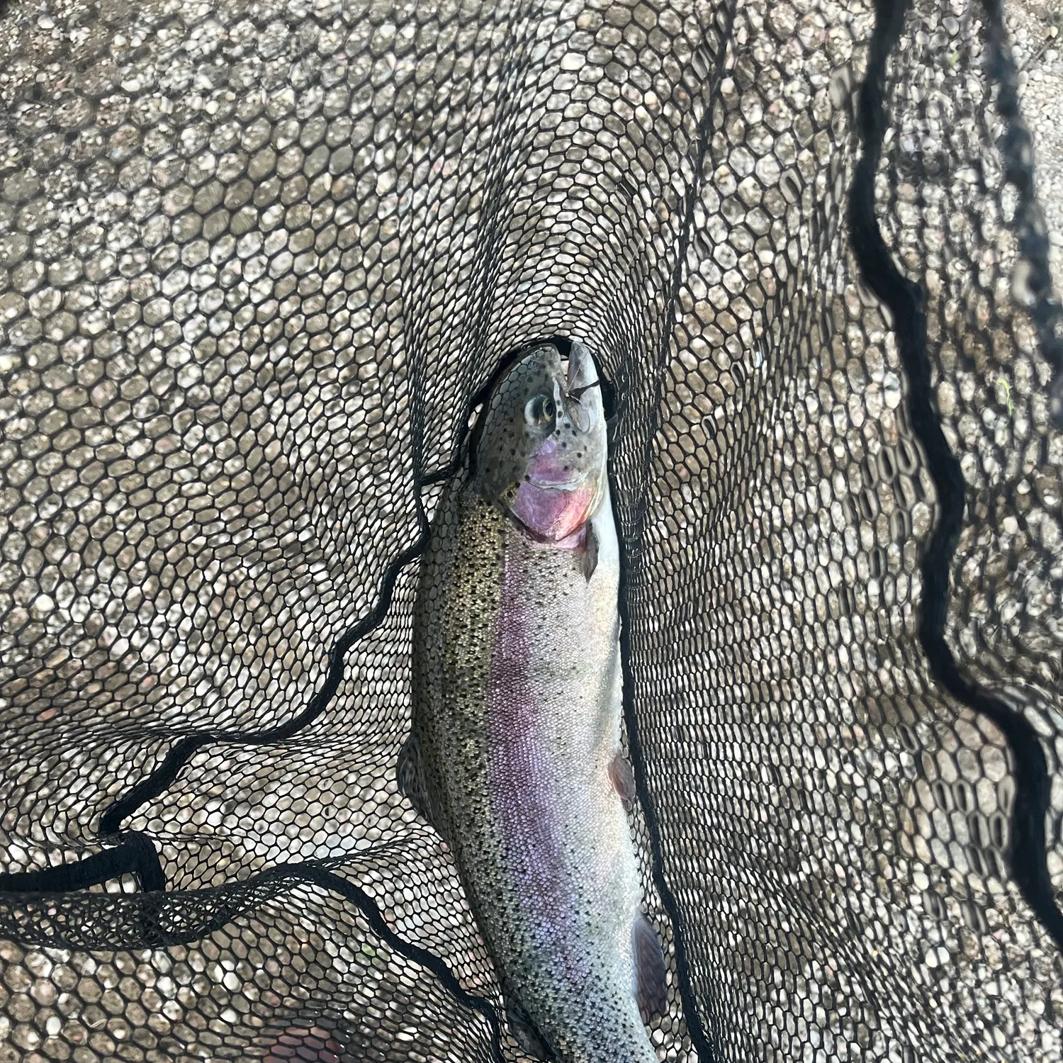 Rainbow trout caught on Fishbrain