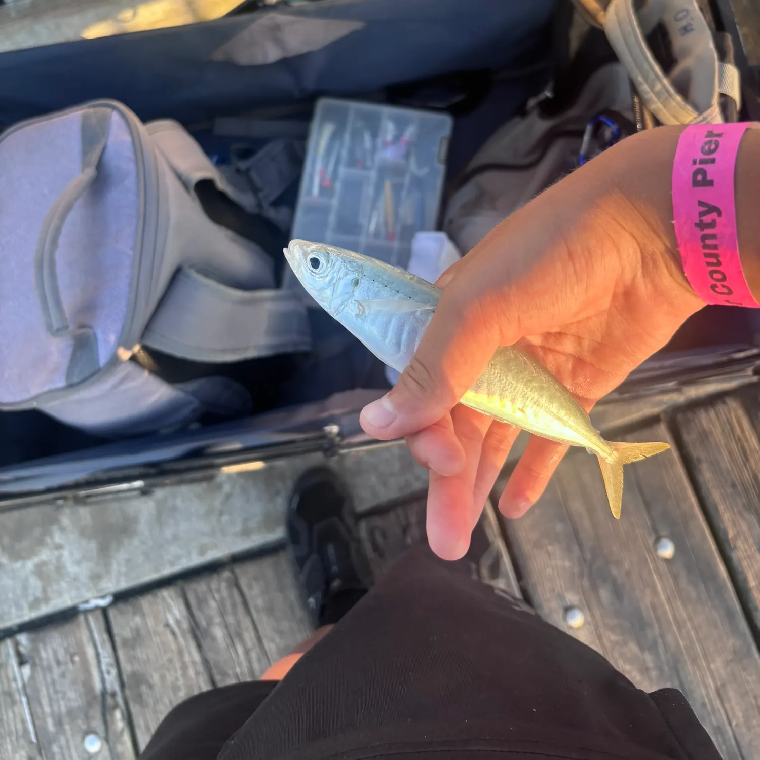 The most recent Round Scad catches on Fishbrain