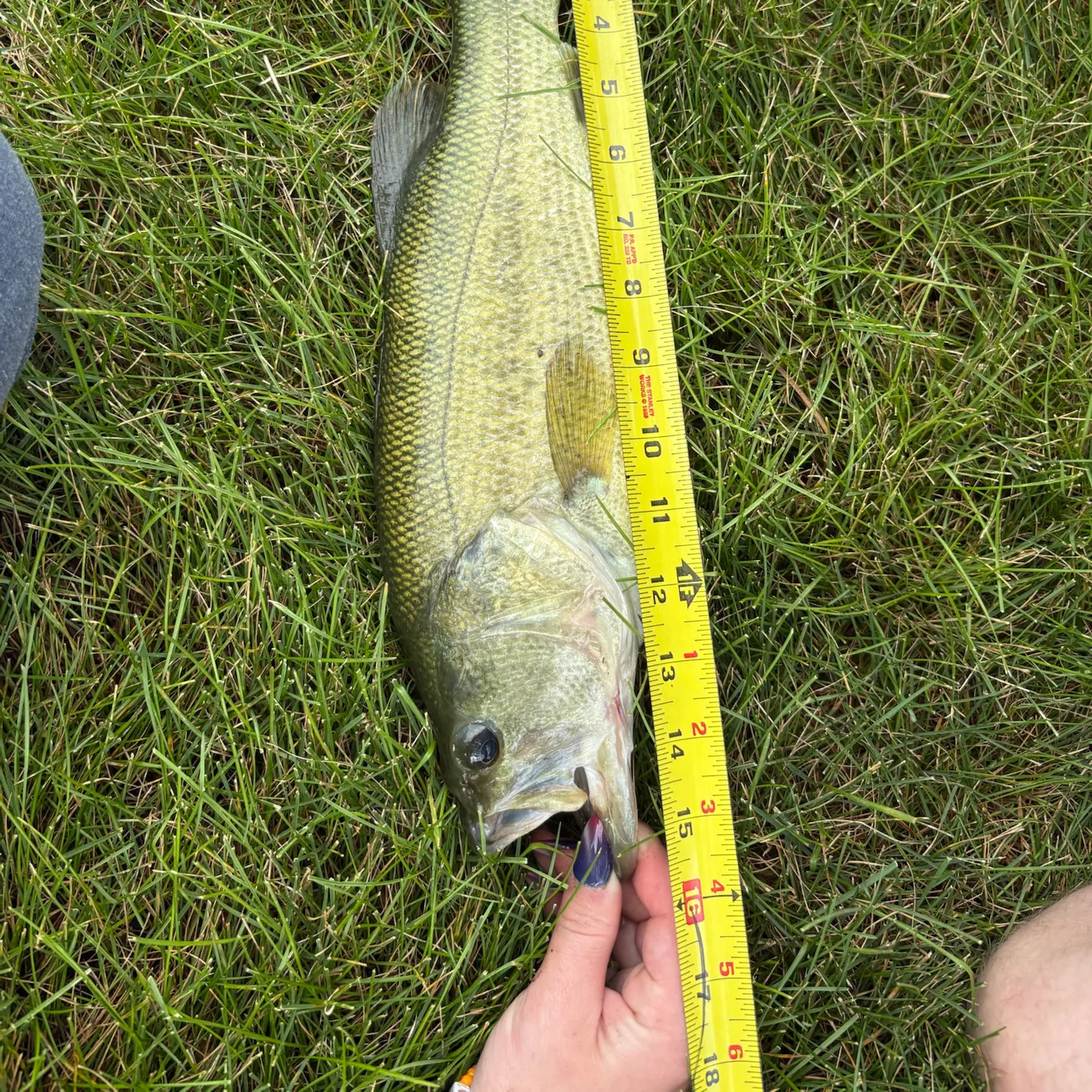 Largemouth bass caught on Fishbrain