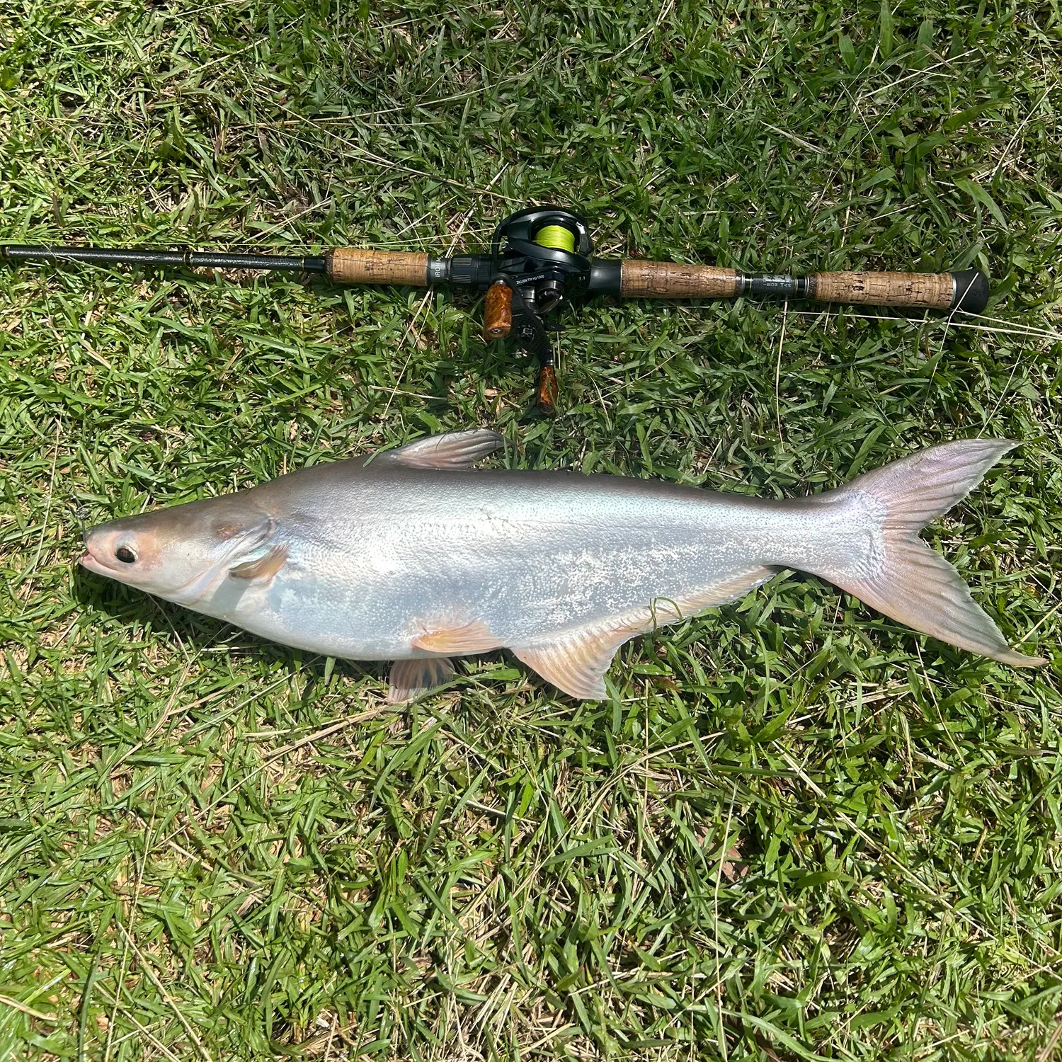 The most recent Giant pangasius catches on Fishbrain