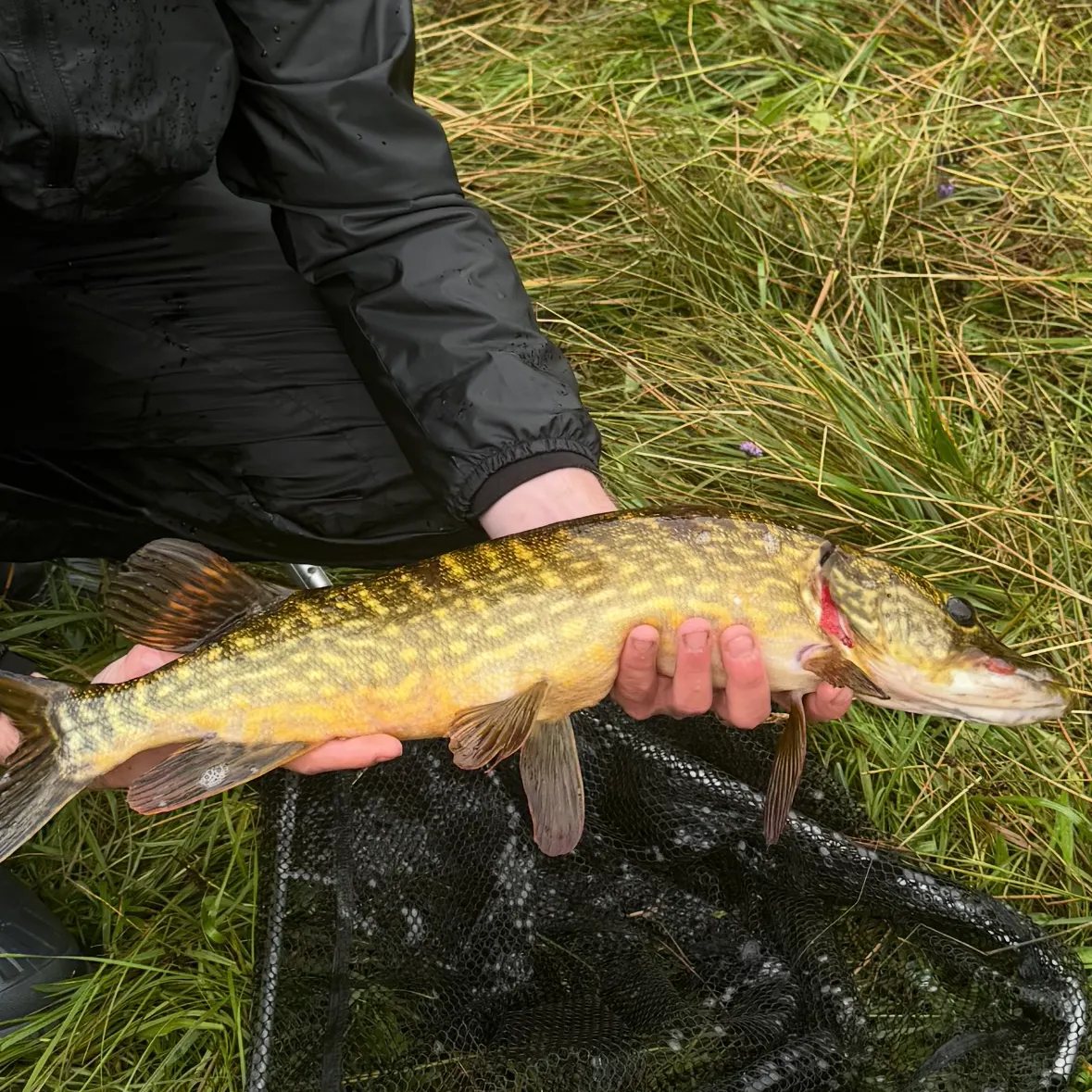 Northern pike caught on Fishbrain