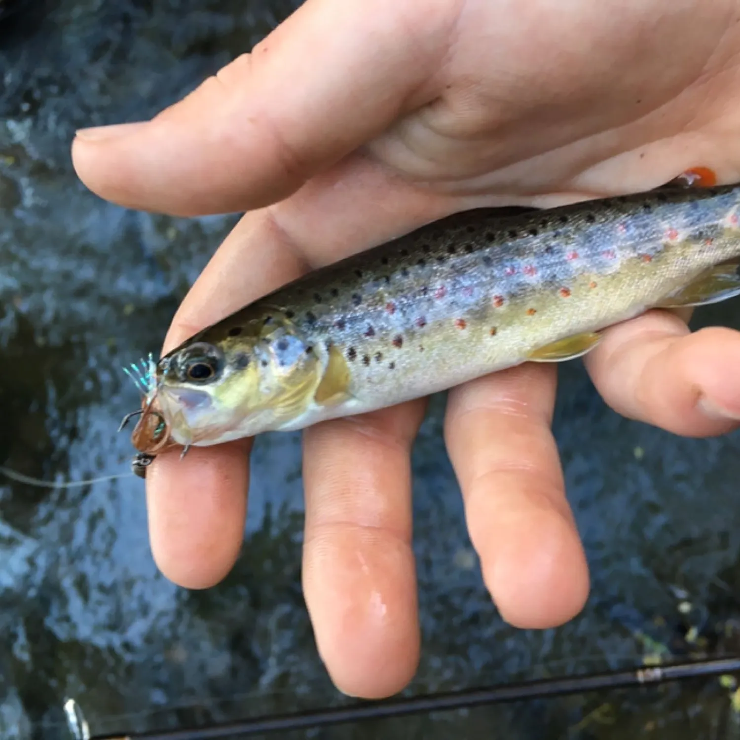 Fish caught on Fishbrain