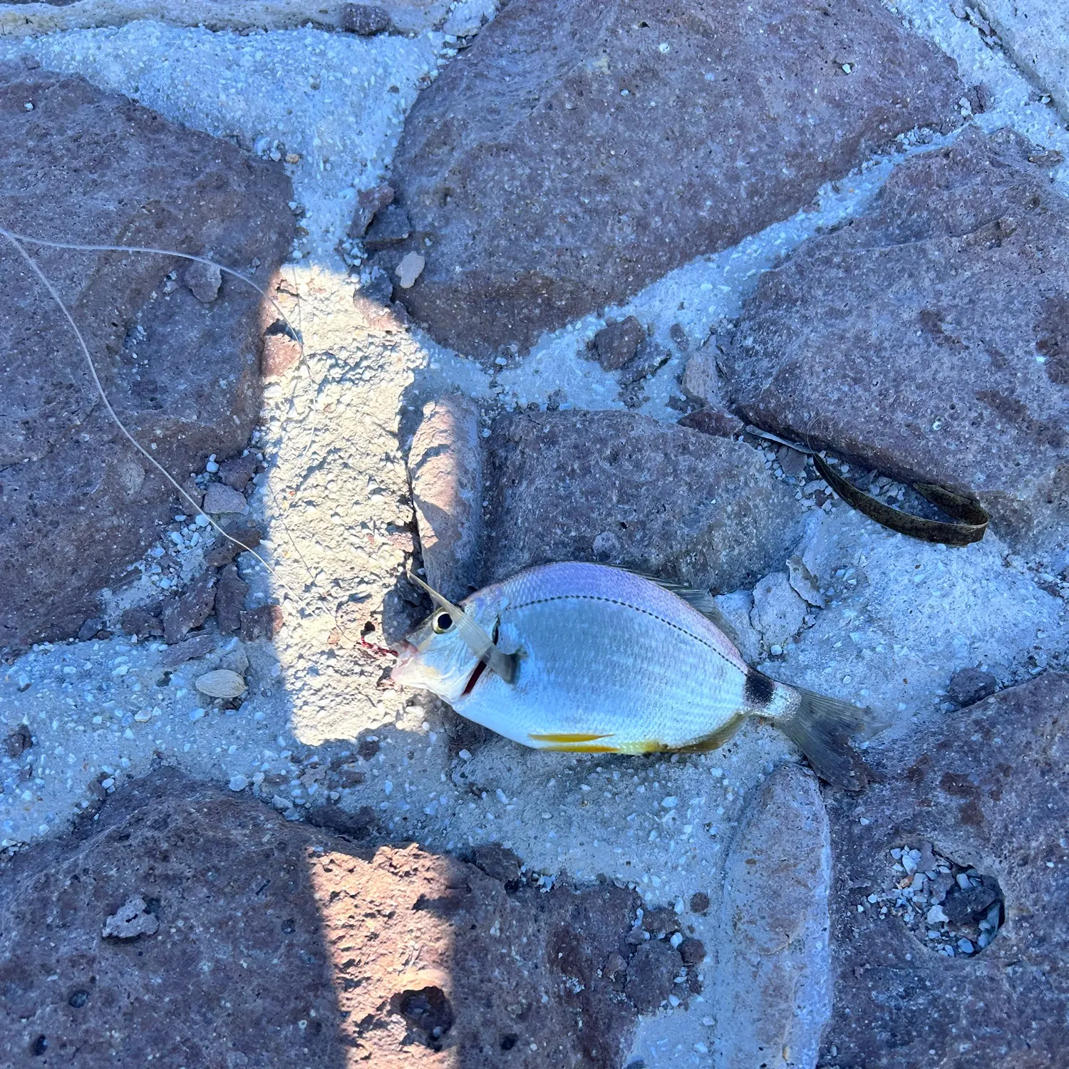 Annular seabream caught on Fishbrain