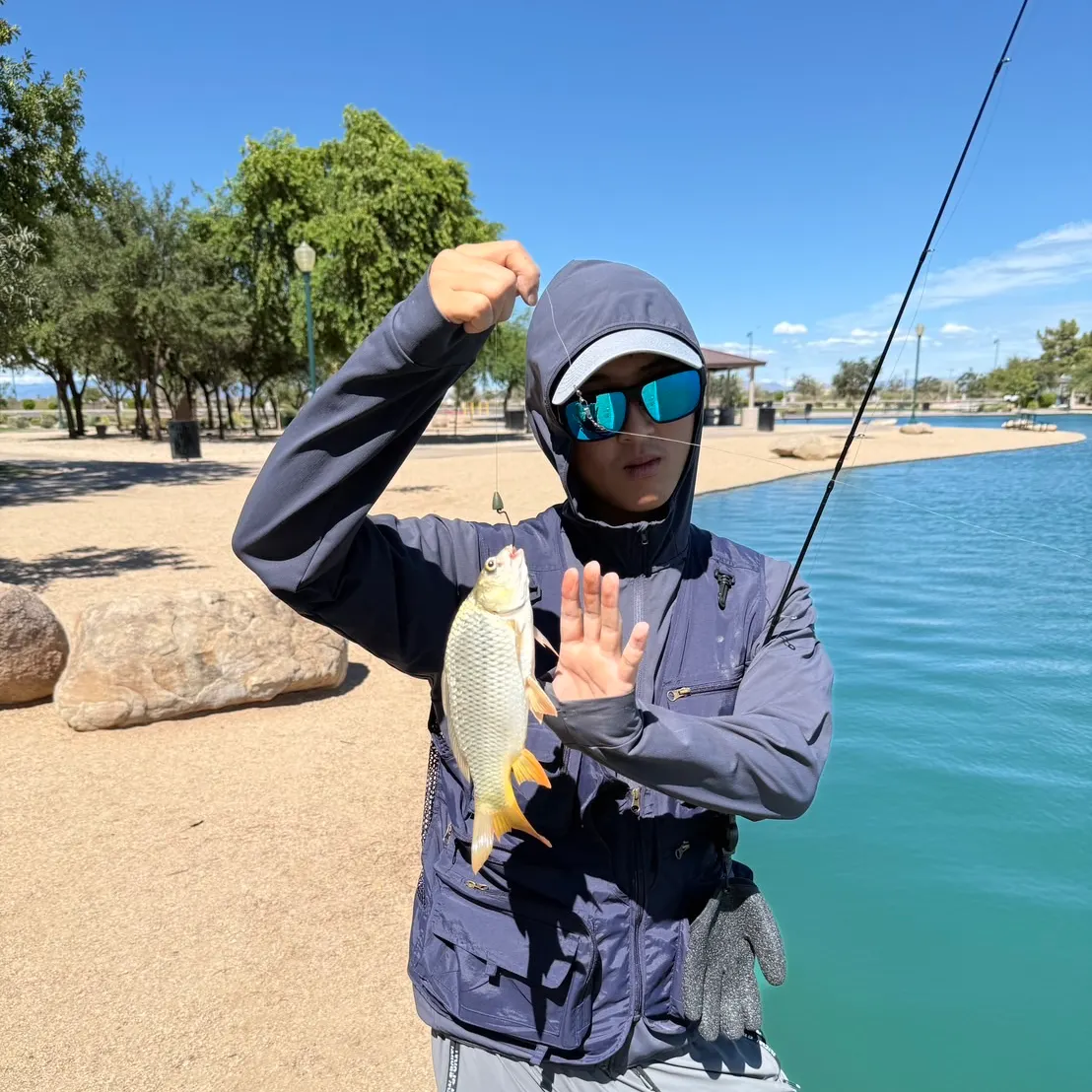 Common carp caught on Fishbrain