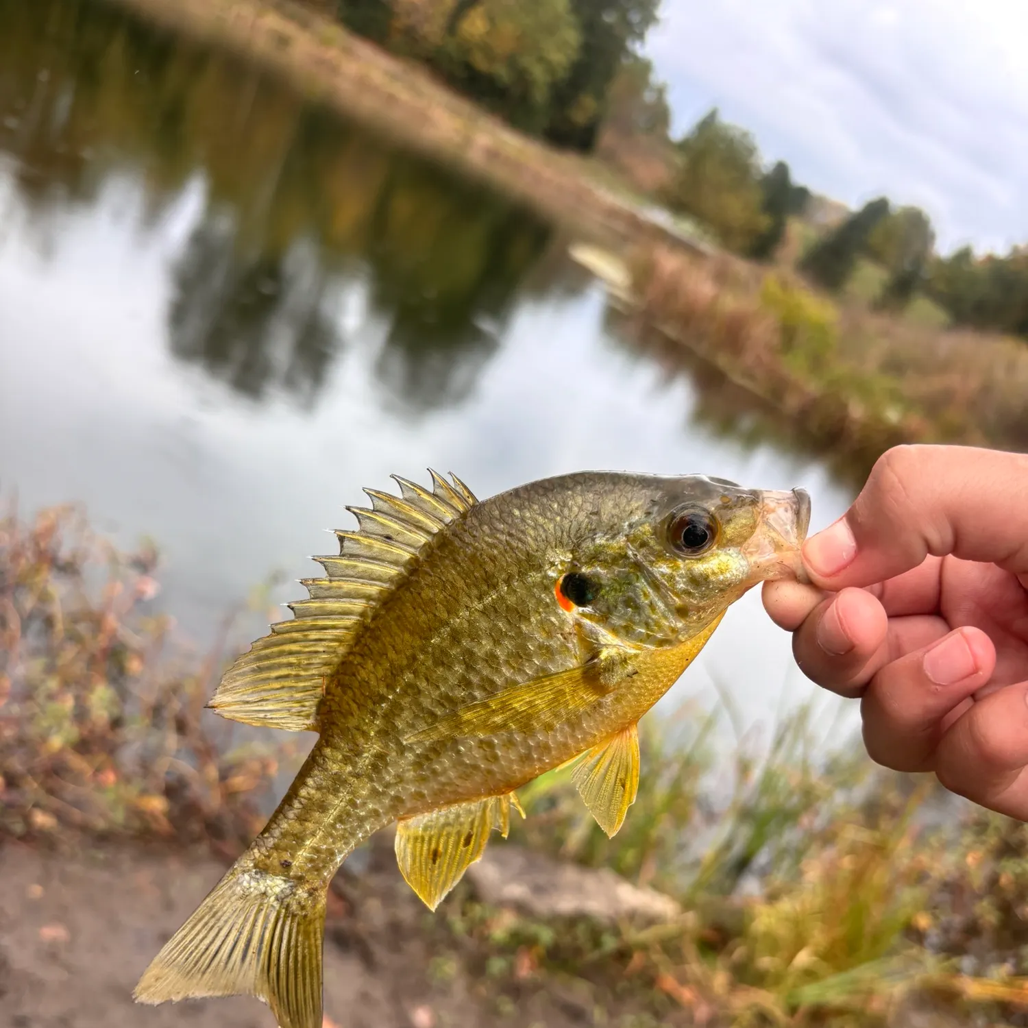 Redear sunfish caught on Fishbrain
