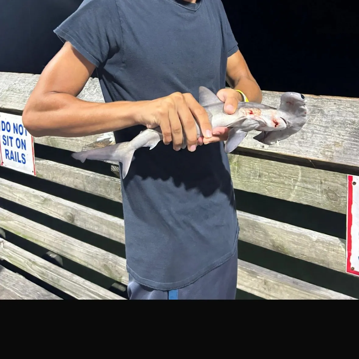 Scalloped hammerhead shark caught on Fishbrain