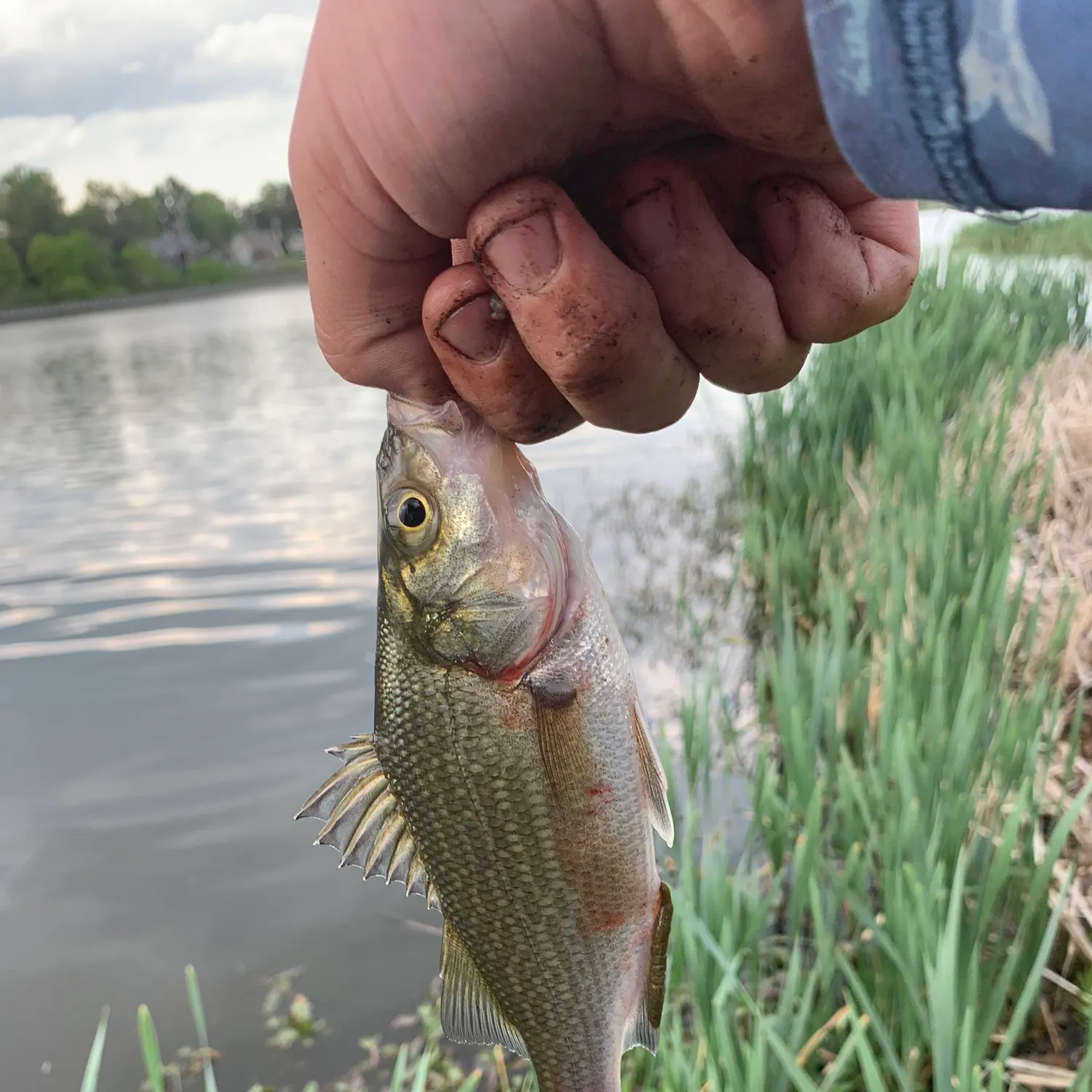 catch