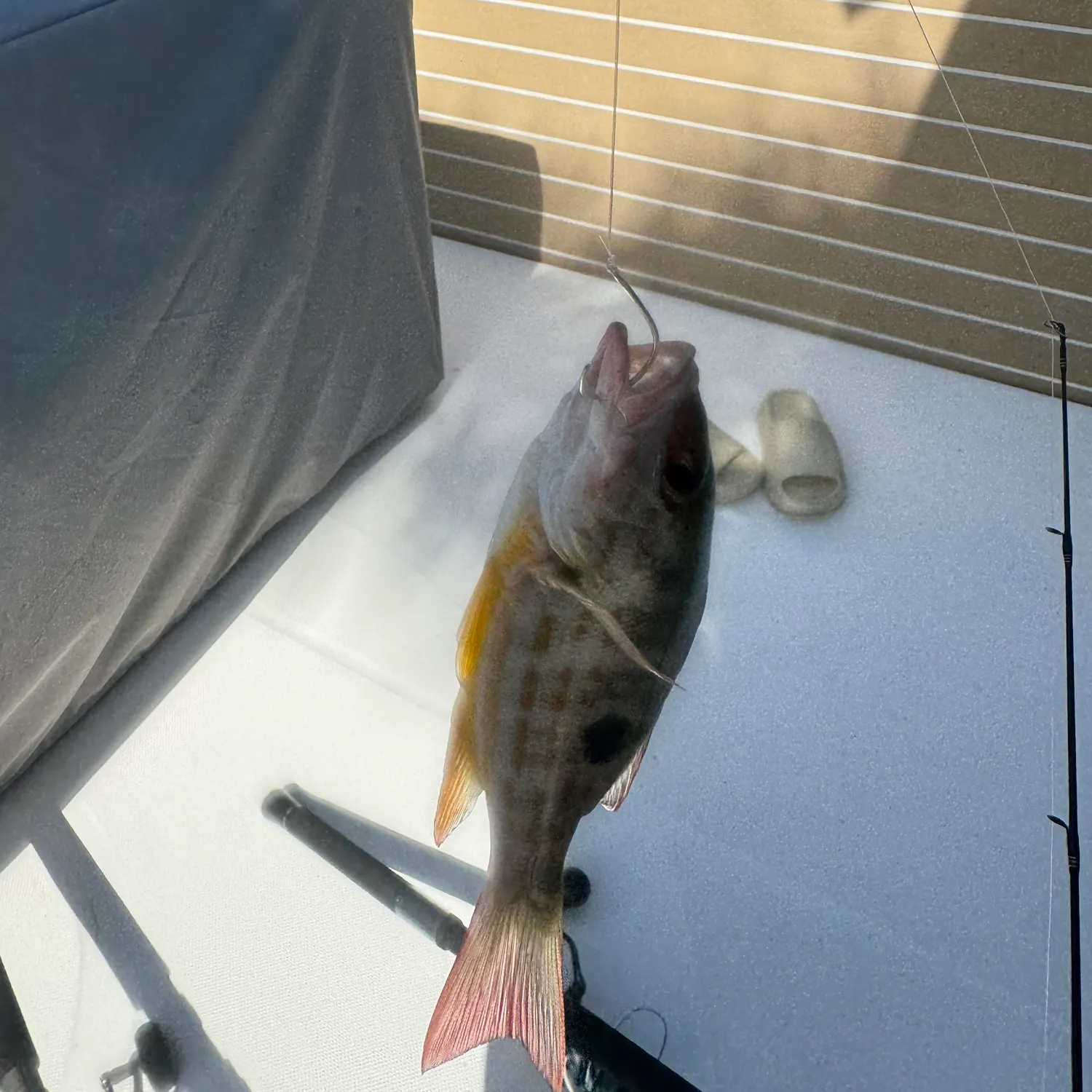 The most recent Lane snapper catches on Fishbrain
