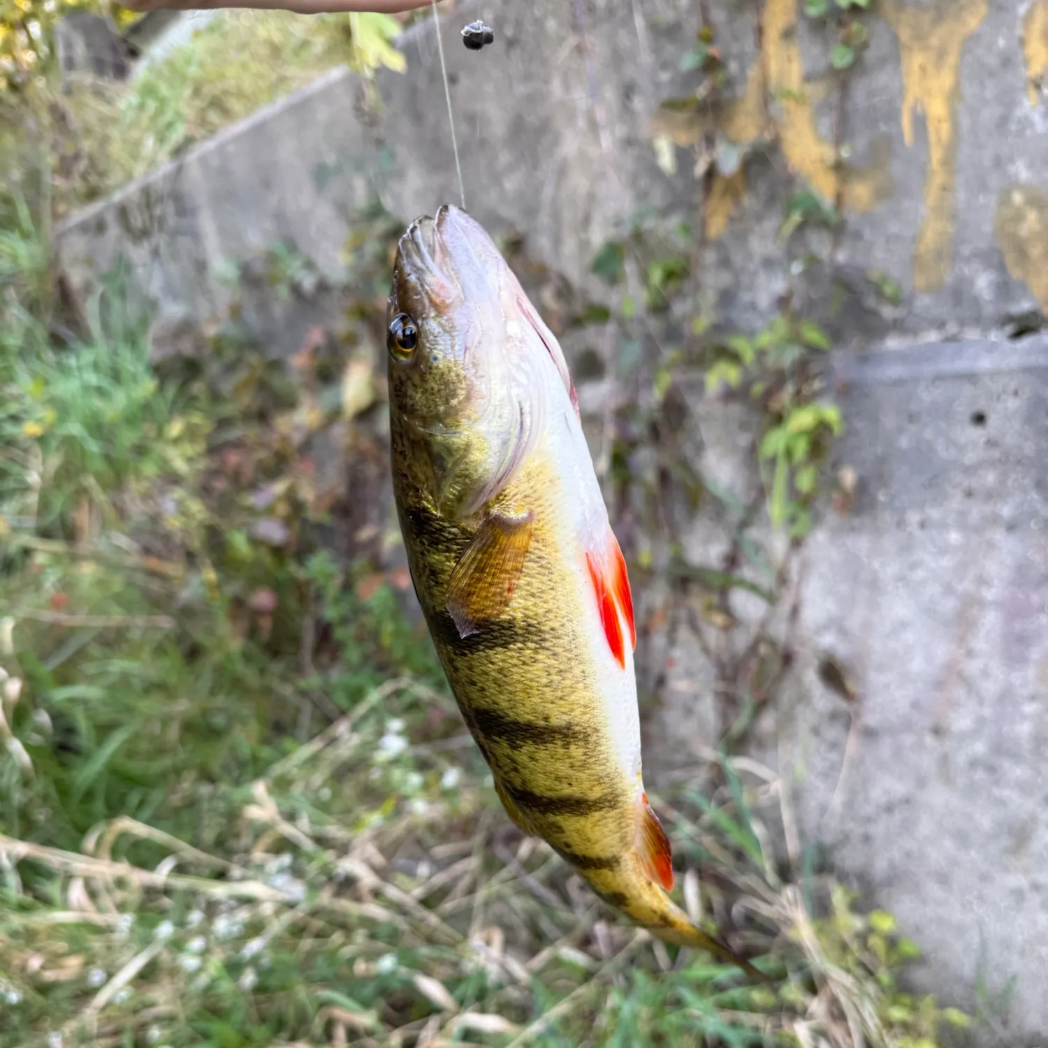 Yellow perch caught on Fishbrain