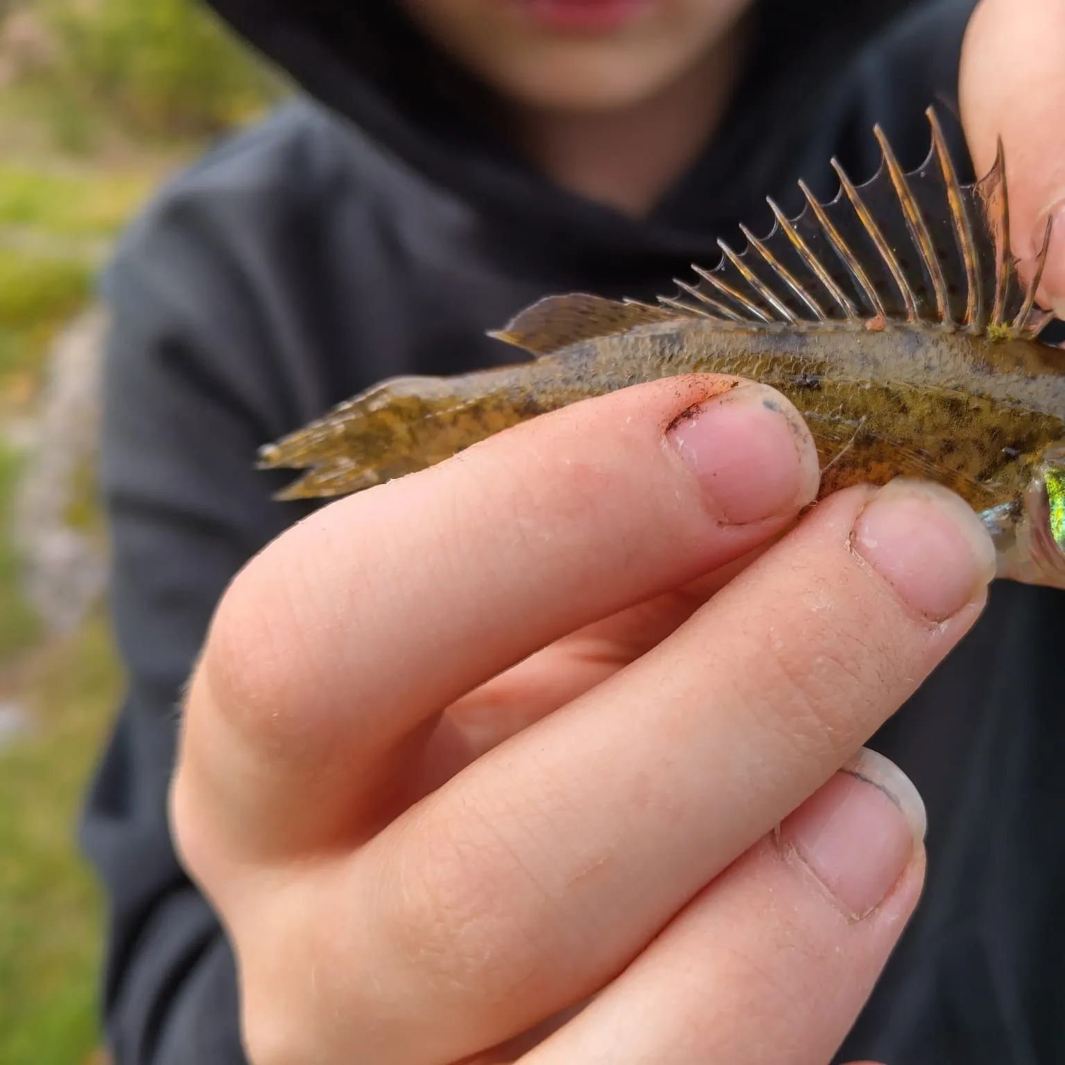 Eurasian ruffe caught on Fishbrain