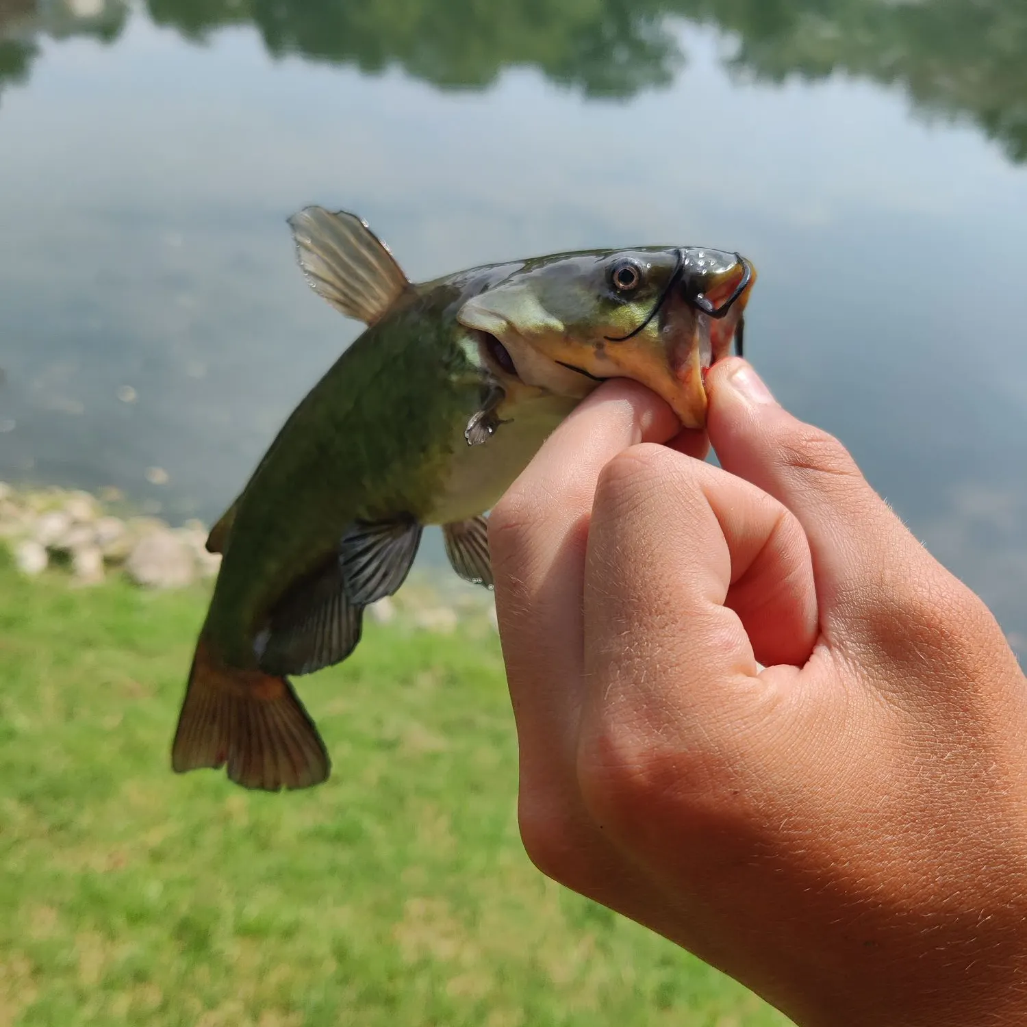 Yellow bullhead caught on Fishbrain