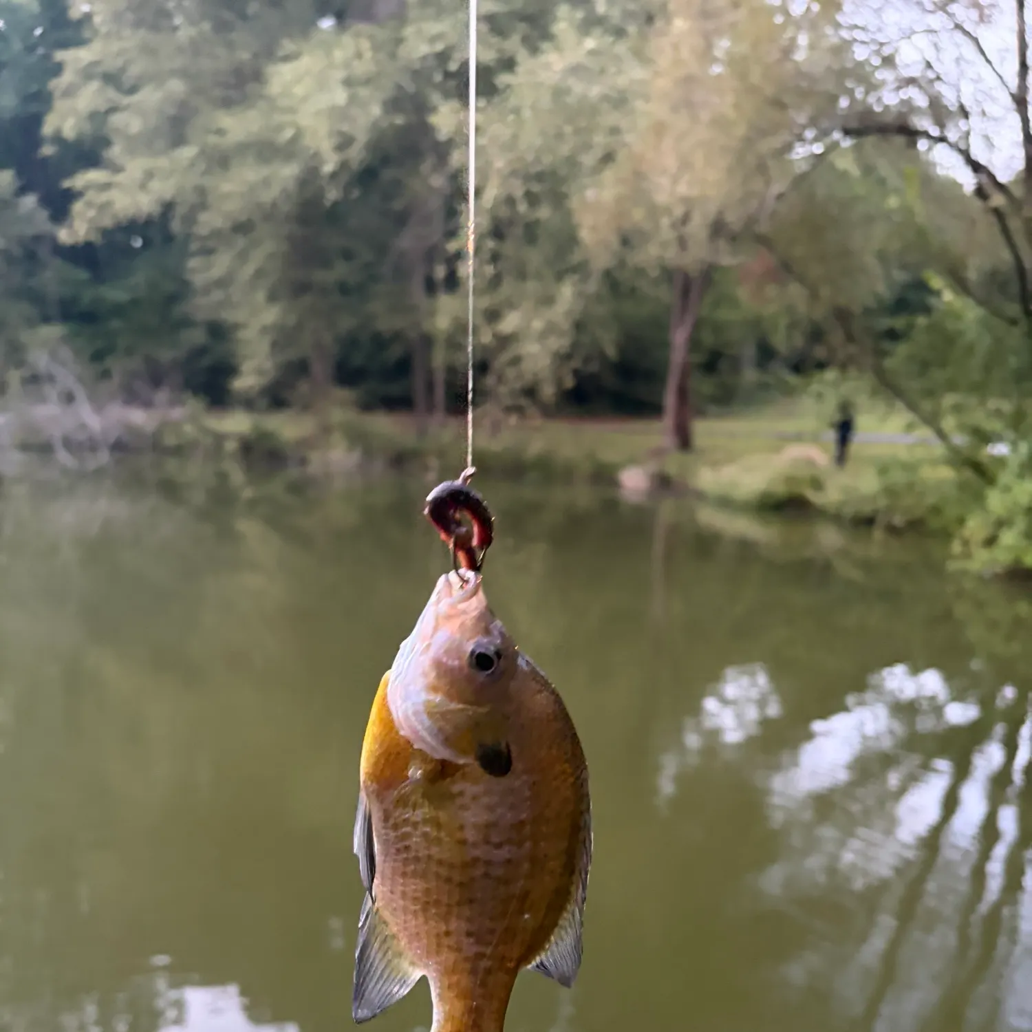 Bluegill caught on Fishbrain