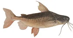 Granulated catfish