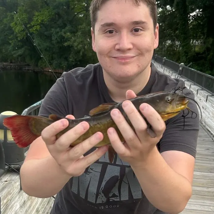 Black bullhead caught on Fishbrain