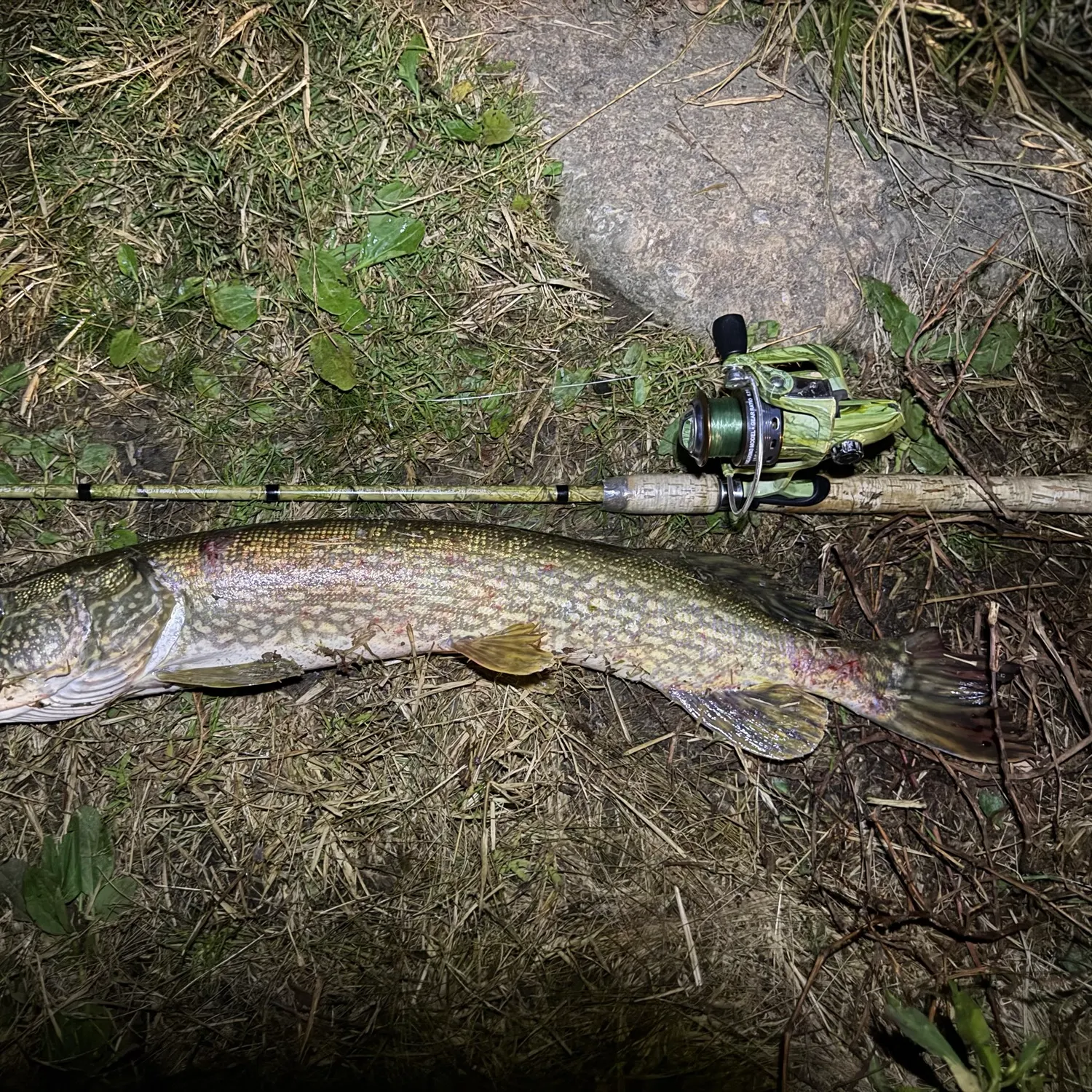 Northern pike caught on Fishbrain
