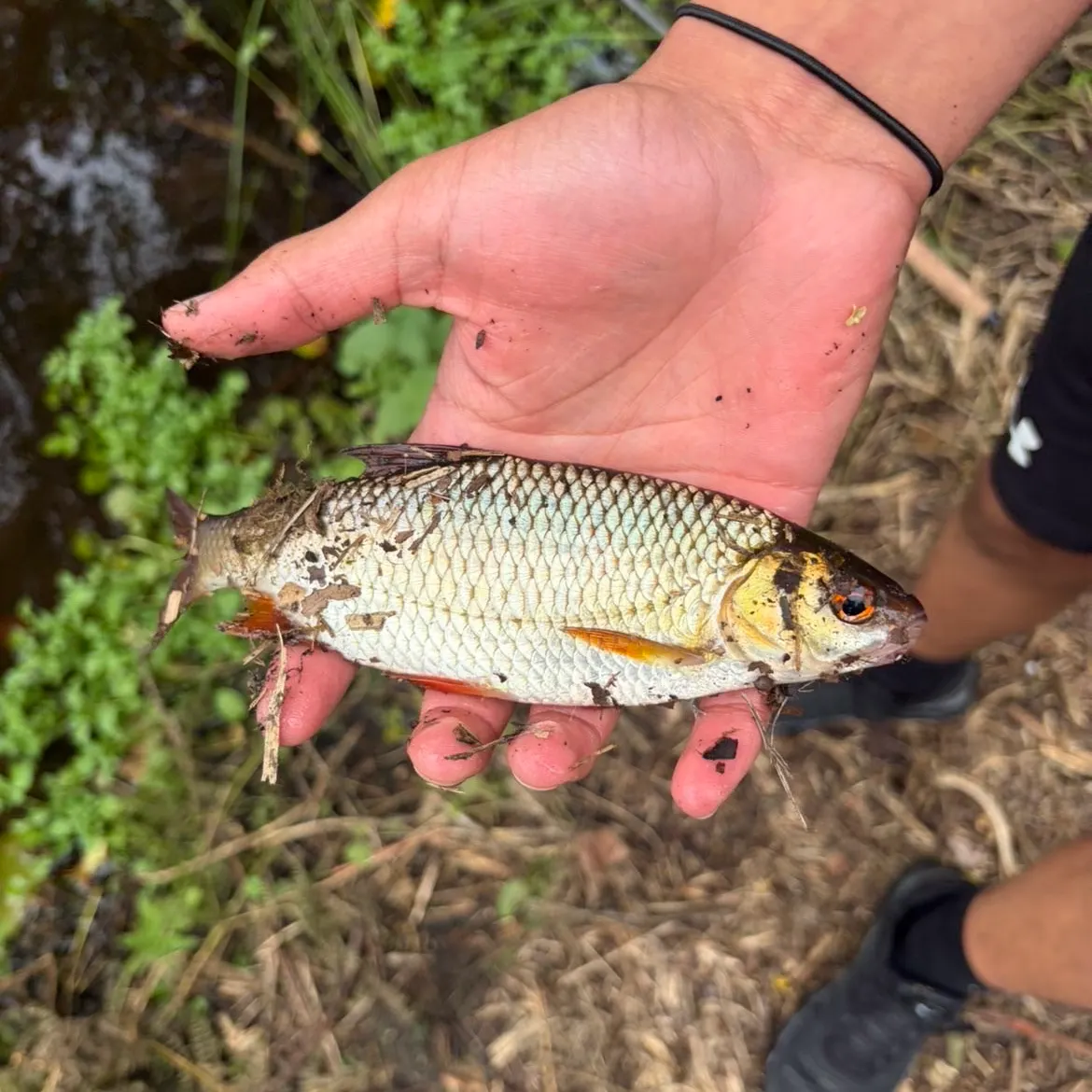 Common roach caught on Fishbrain