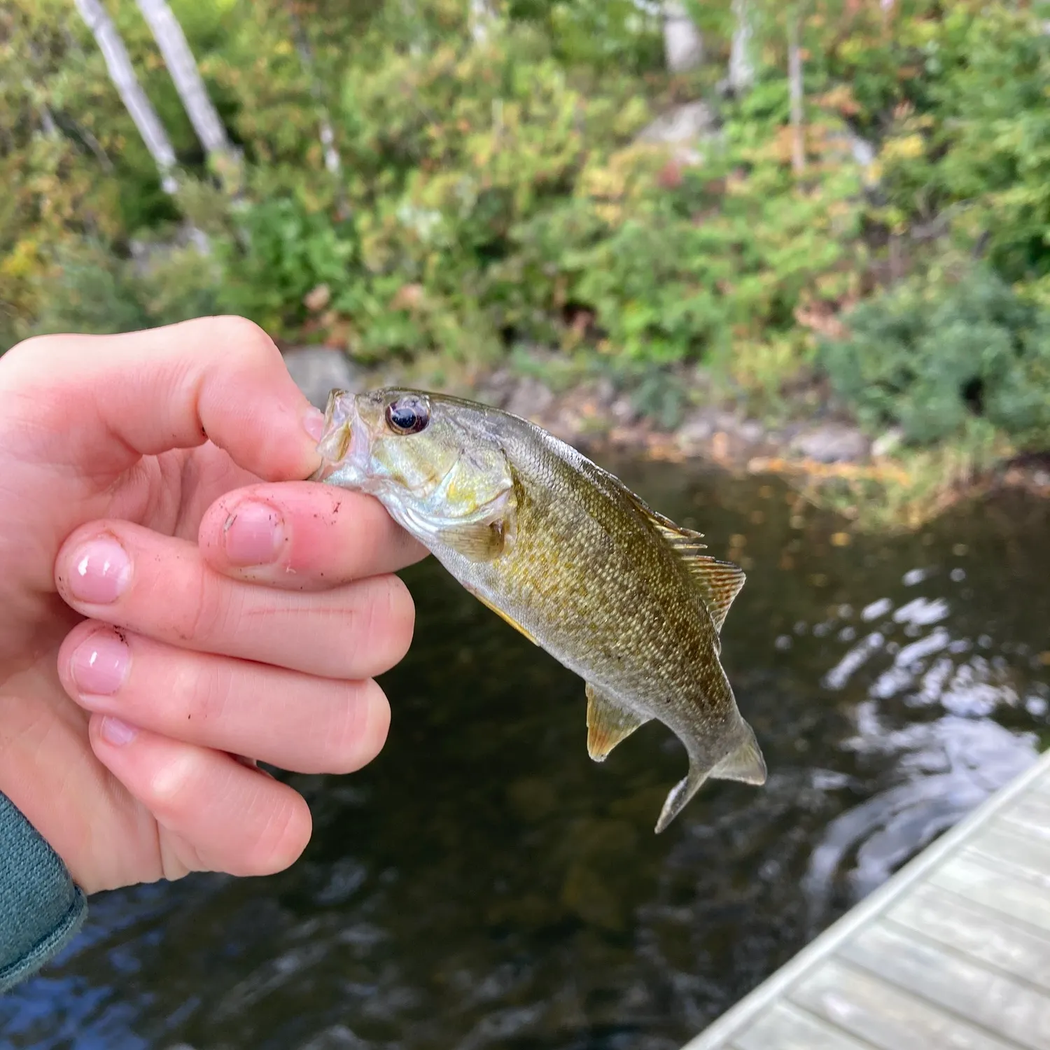 Smallmouth bass caught on Fishbrain