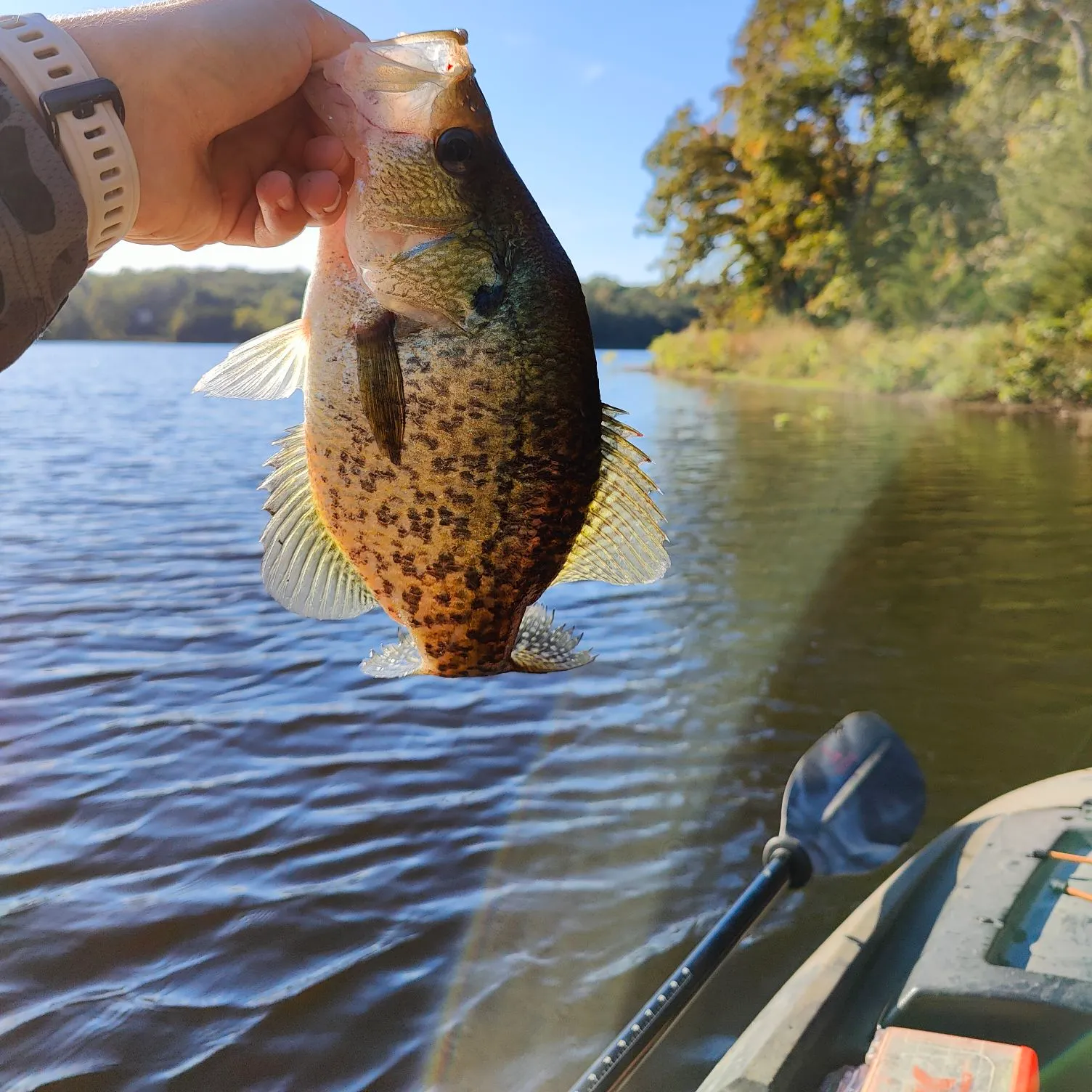 Black crappie caught on Fishbrain