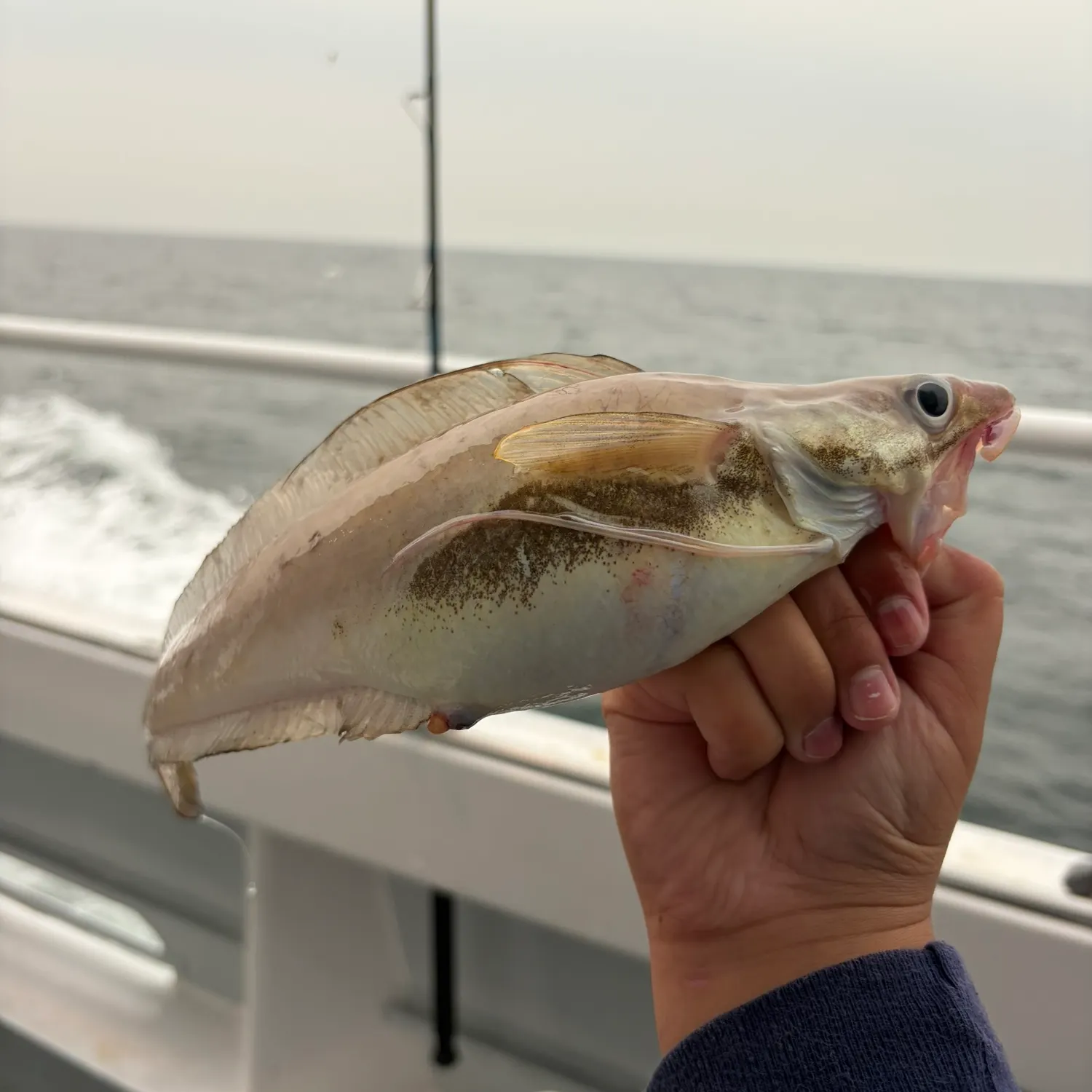 The most recent Red hake catches on Fishbrain