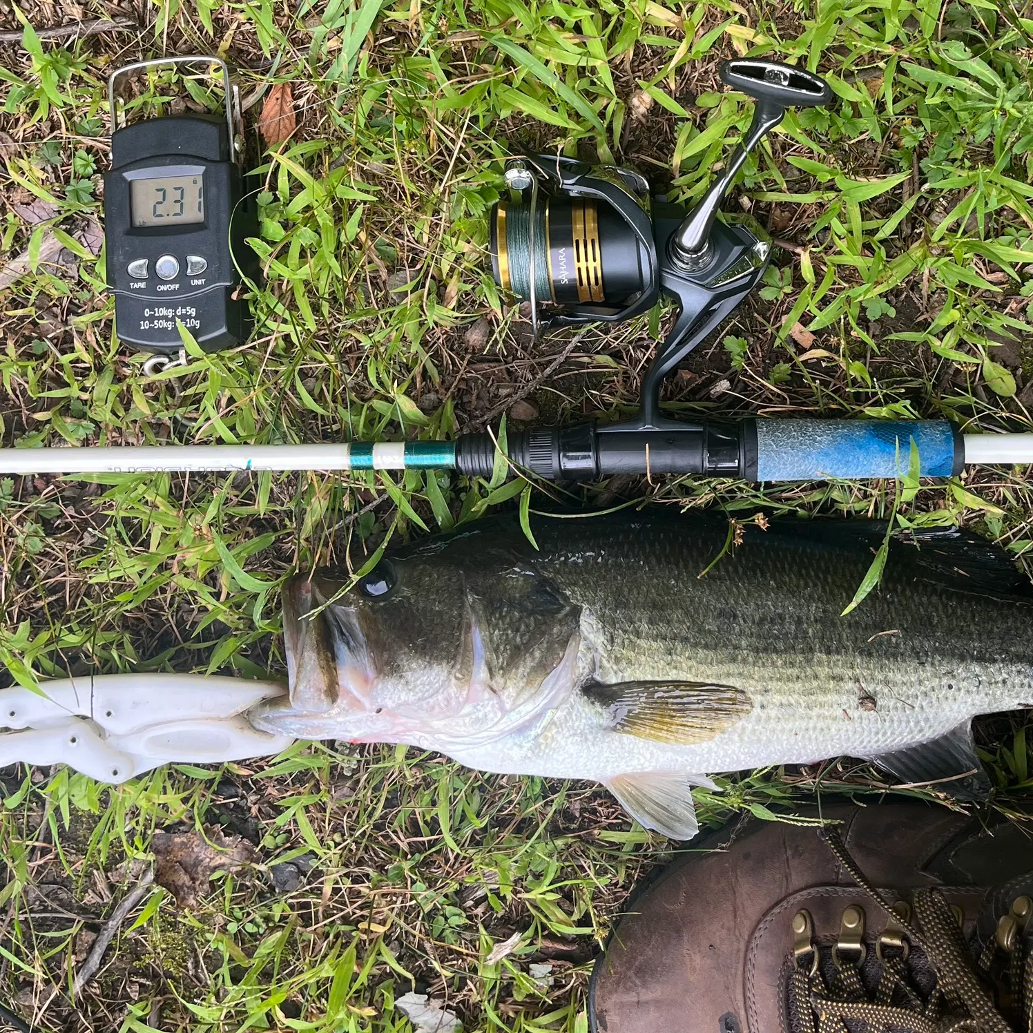Largemouth bass caught on Fishbrain