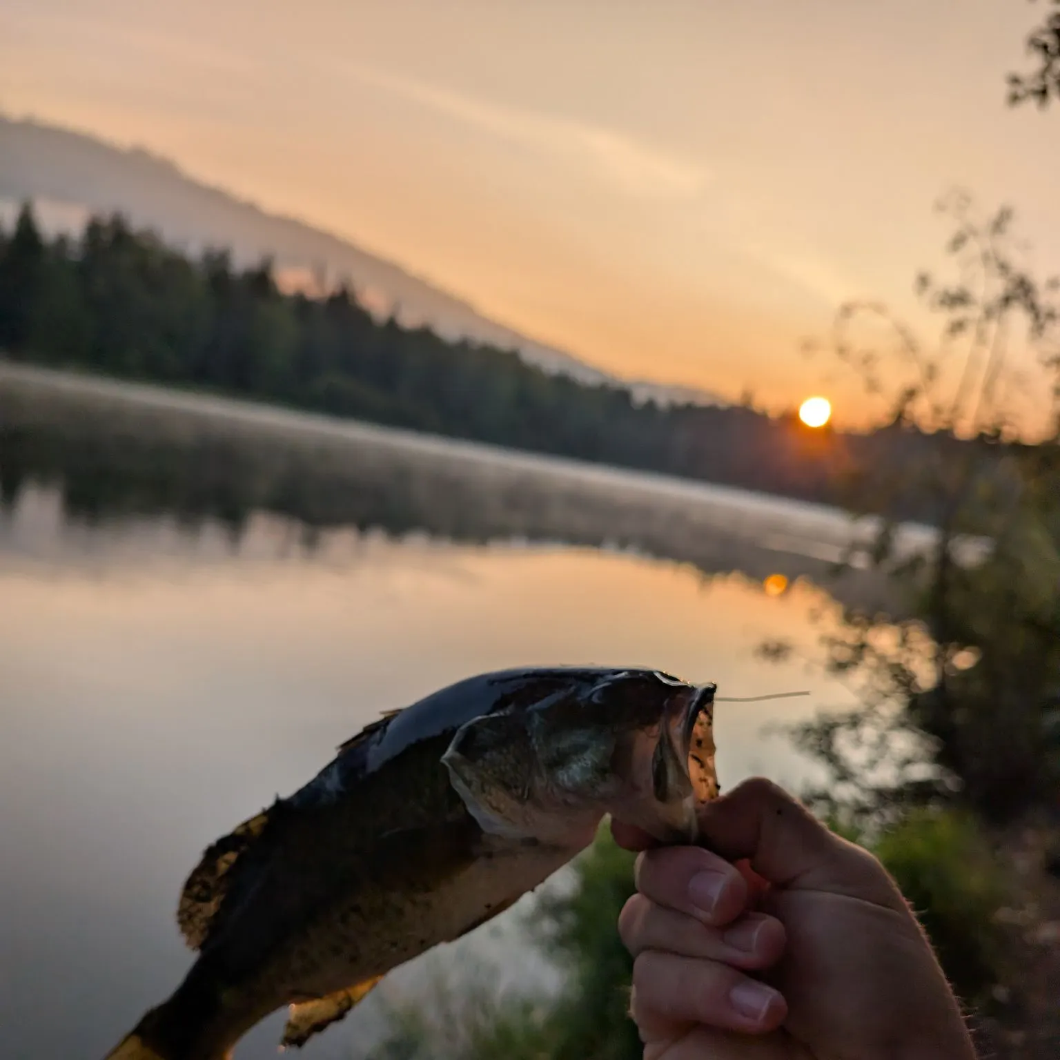 Largemouth bass caught on Fishbrain