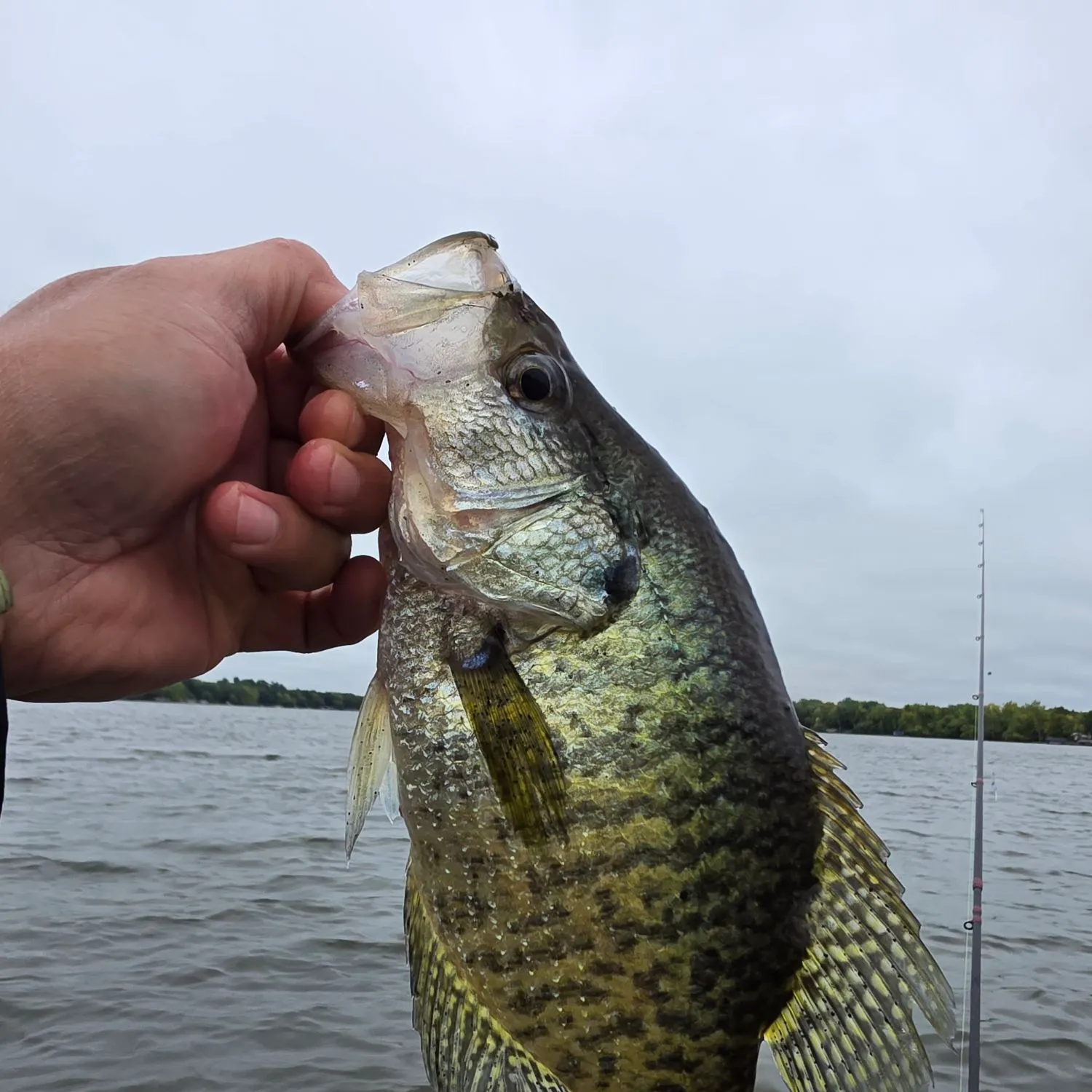 White crappie caught on Fishbrain