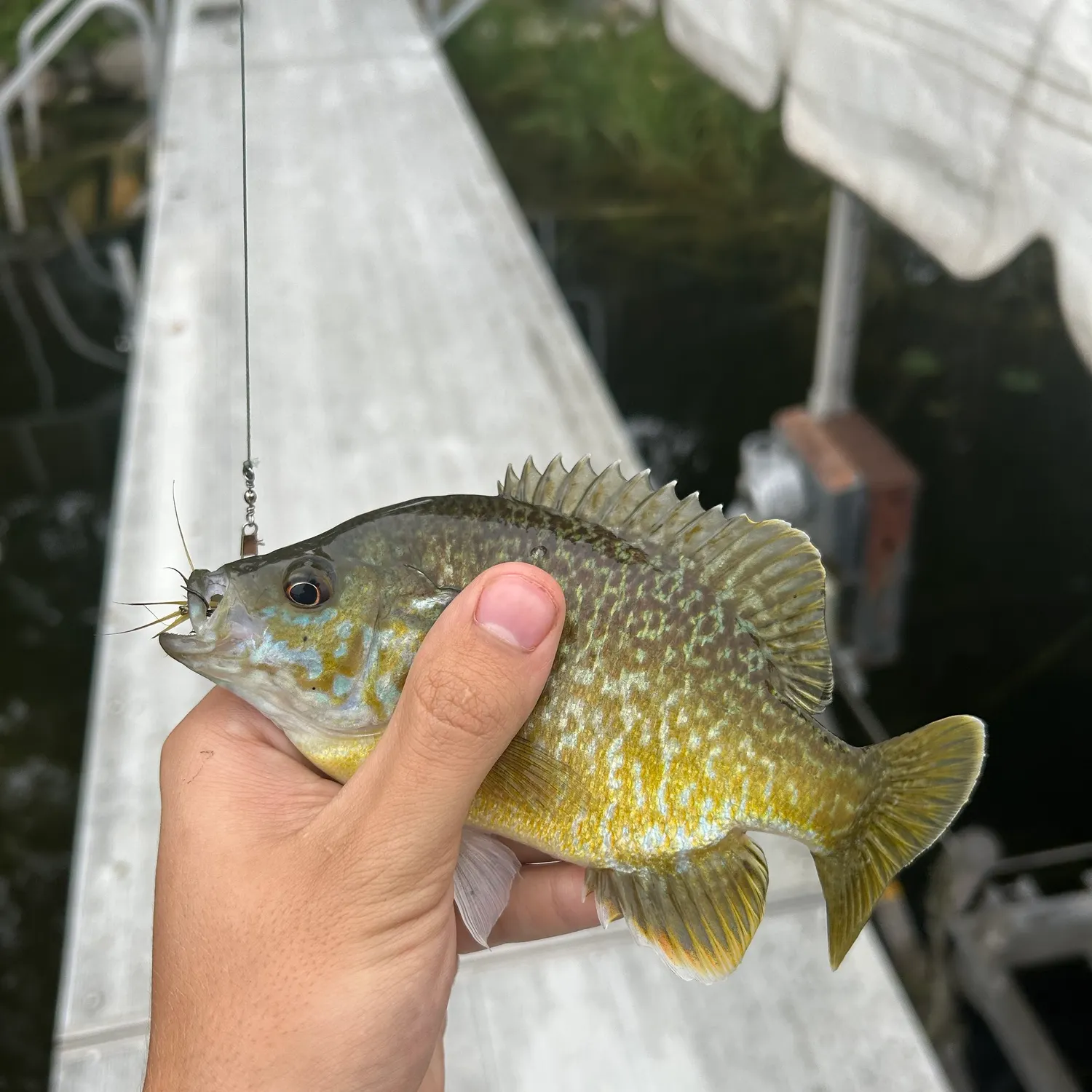 Greengill hybrid caught on Fishbrain