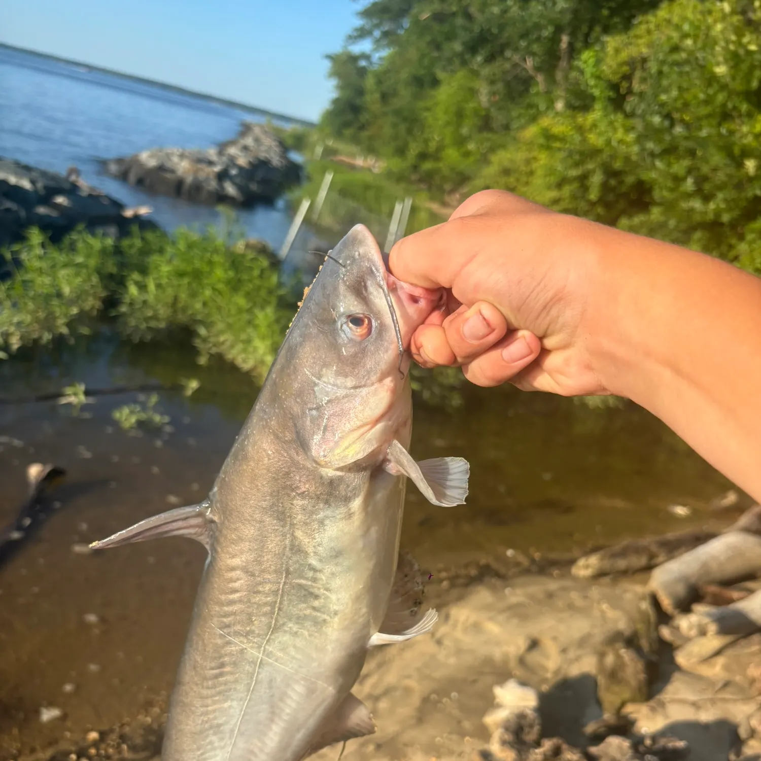 catch