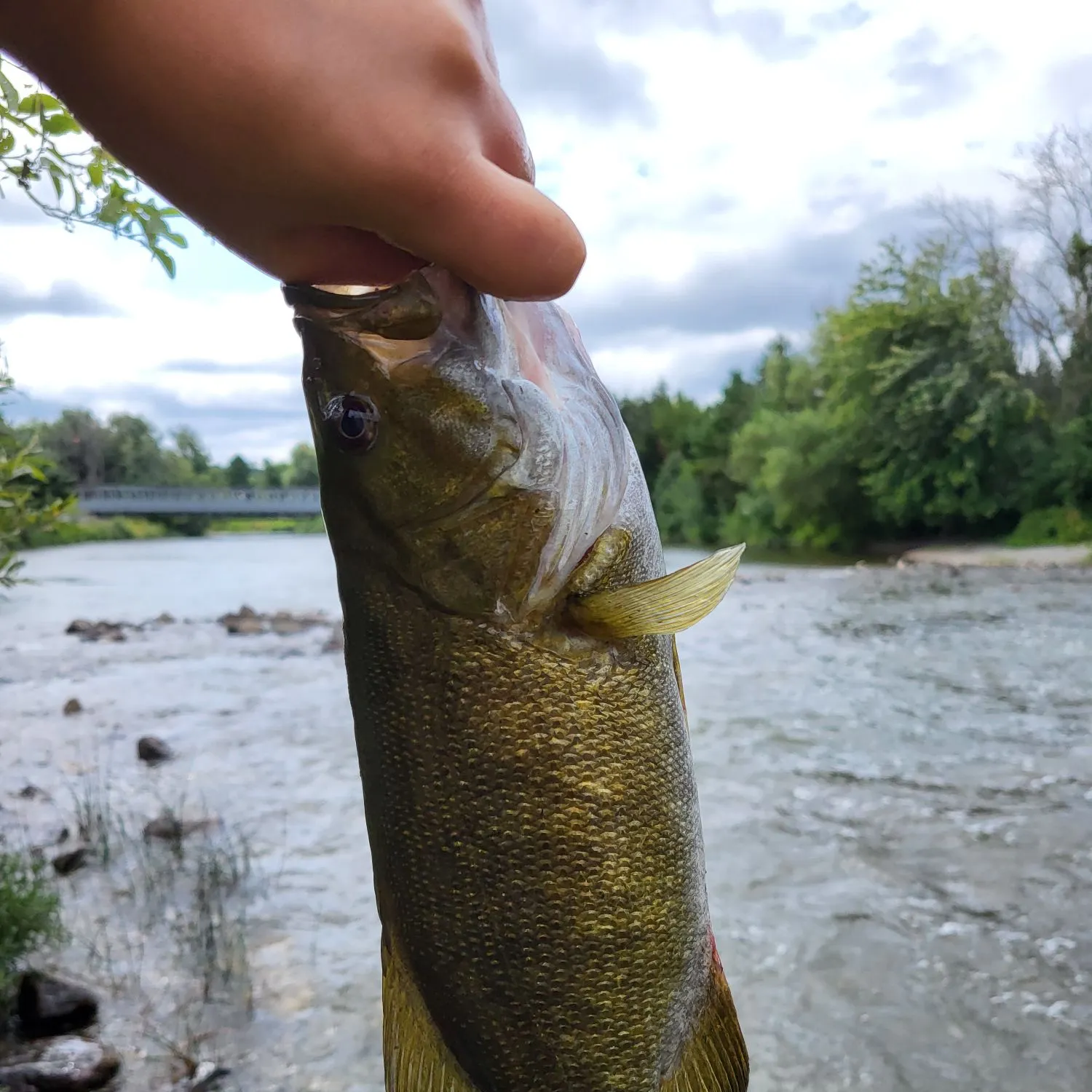 Smallmouth bass caught on Fishbrain