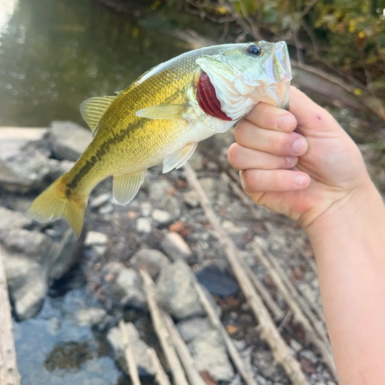Largemouth bass caught on Fishbrain