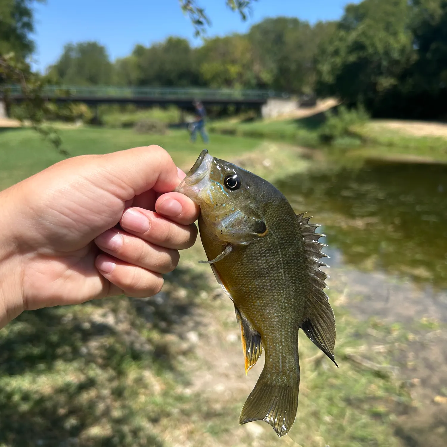 Green sunfish caught on Fishbrain