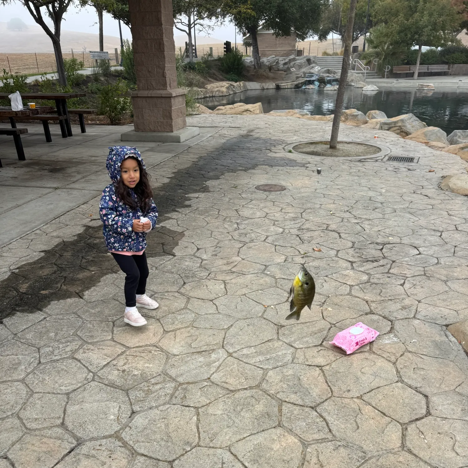 Bluegill caught on Fishbrain