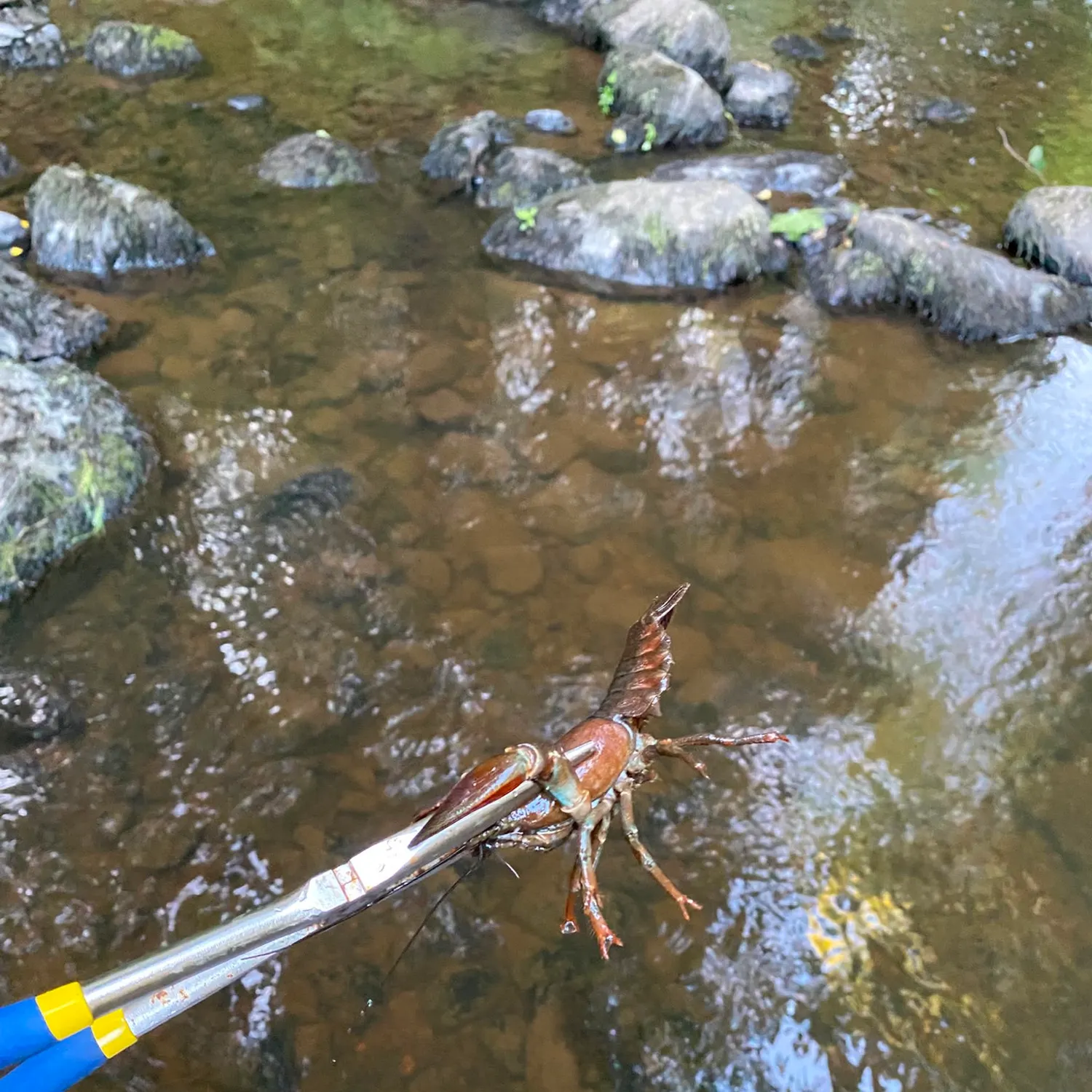 The most recent Red swamp crayfish catches on Fishbrain