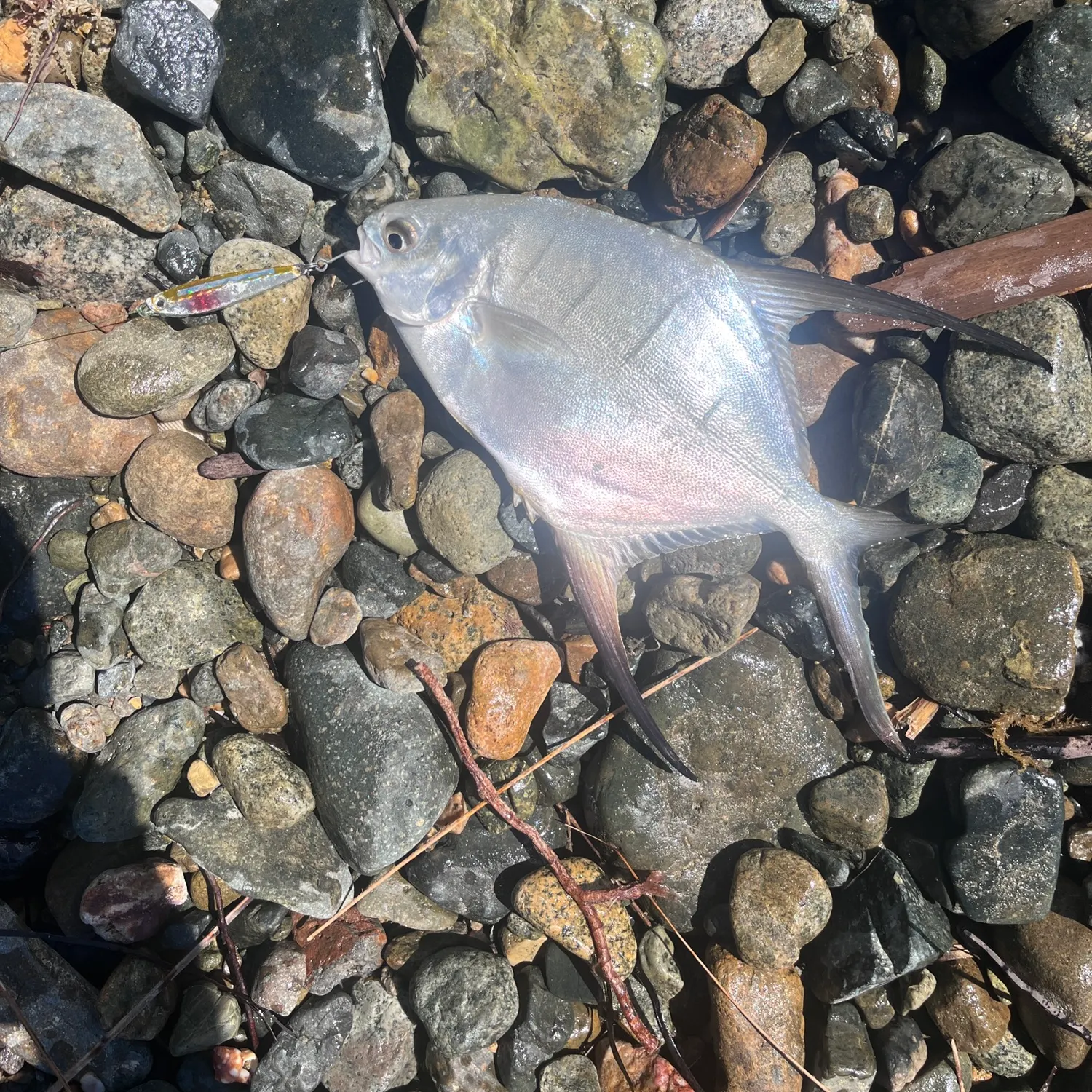 The most recent Palometa catches on Fishbrain