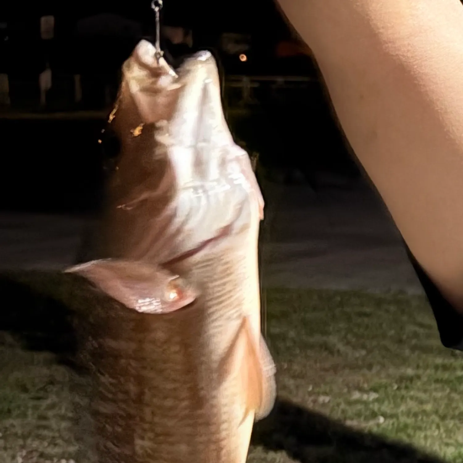 The most recent Mangrove snapper catches on Fishbrain