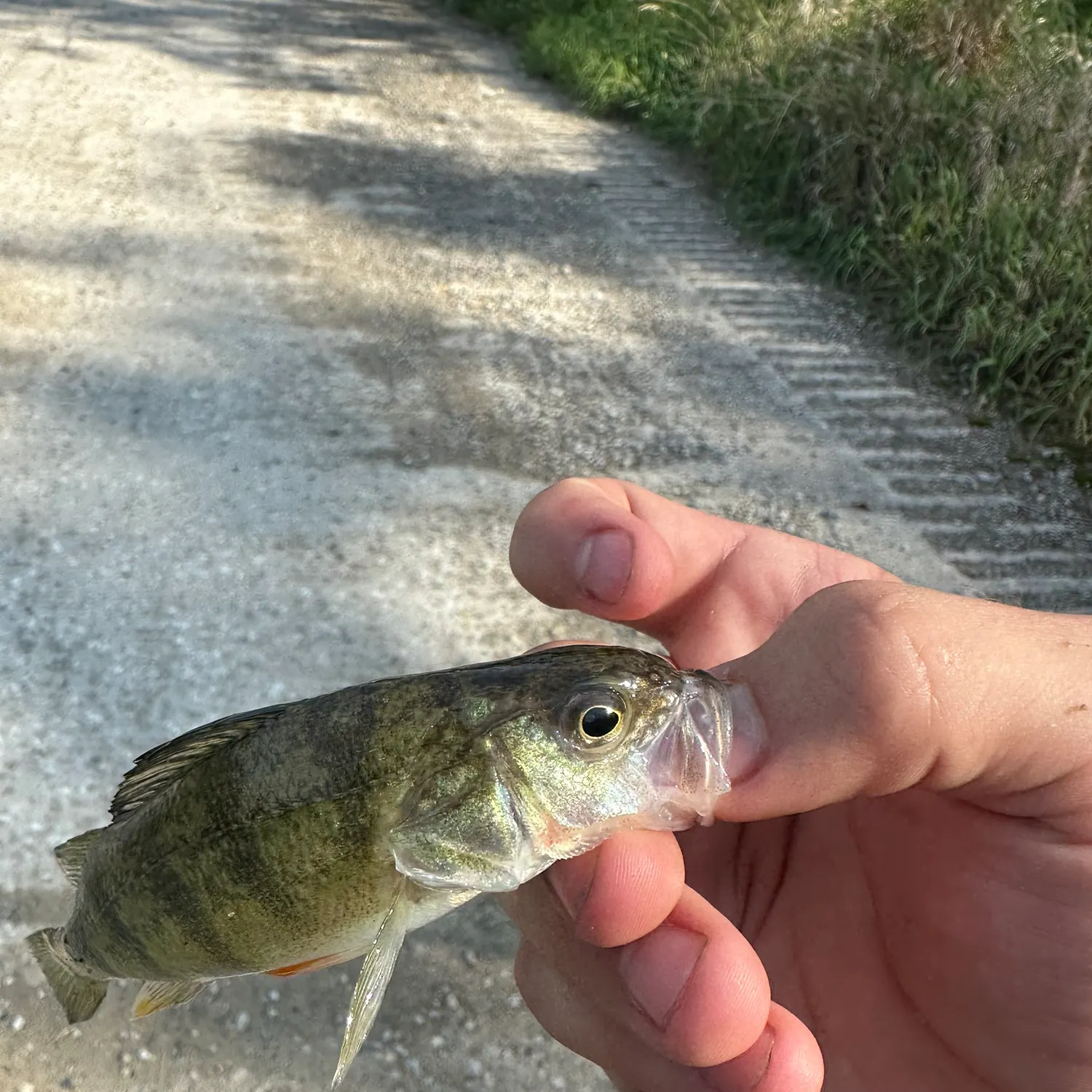 Yellow perch caught on Fishbrain