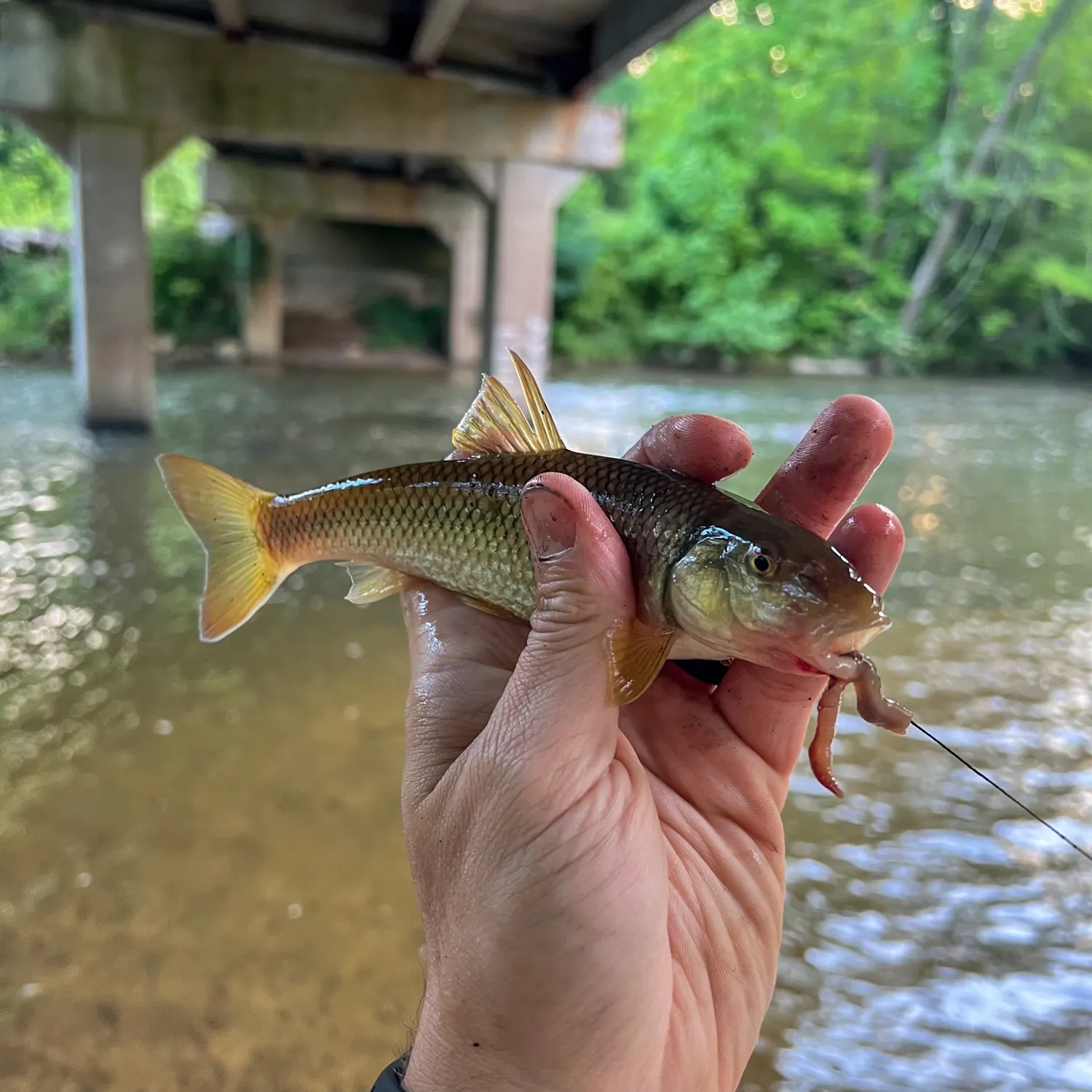 The most recent Bull chub catches on Fishbrain