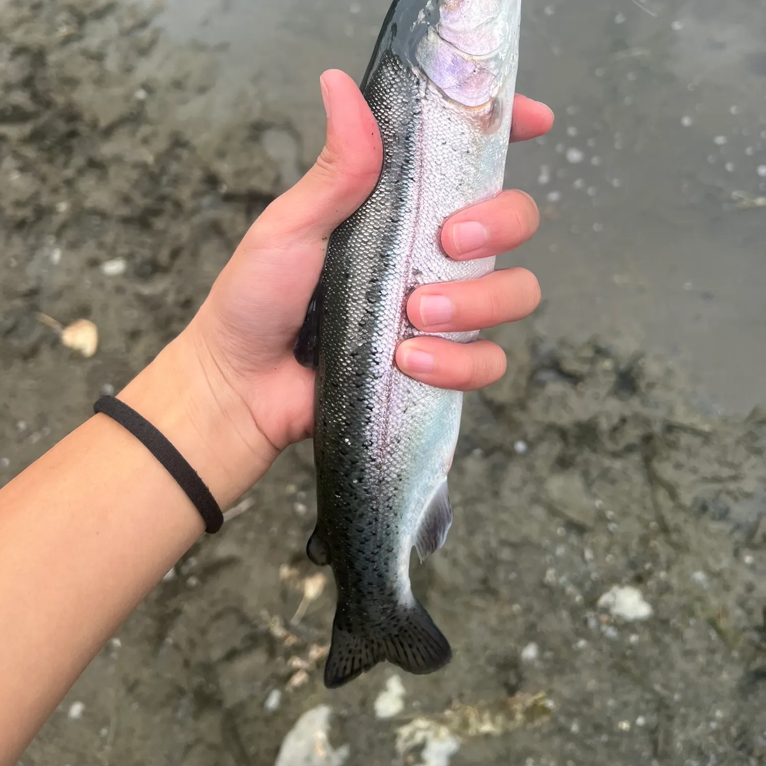 Rainbow trout caught on Fishbrain