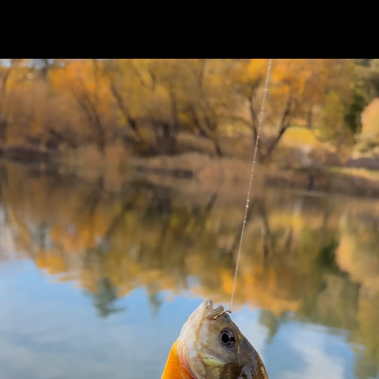The most recent Bluegill catches on Fishbrain