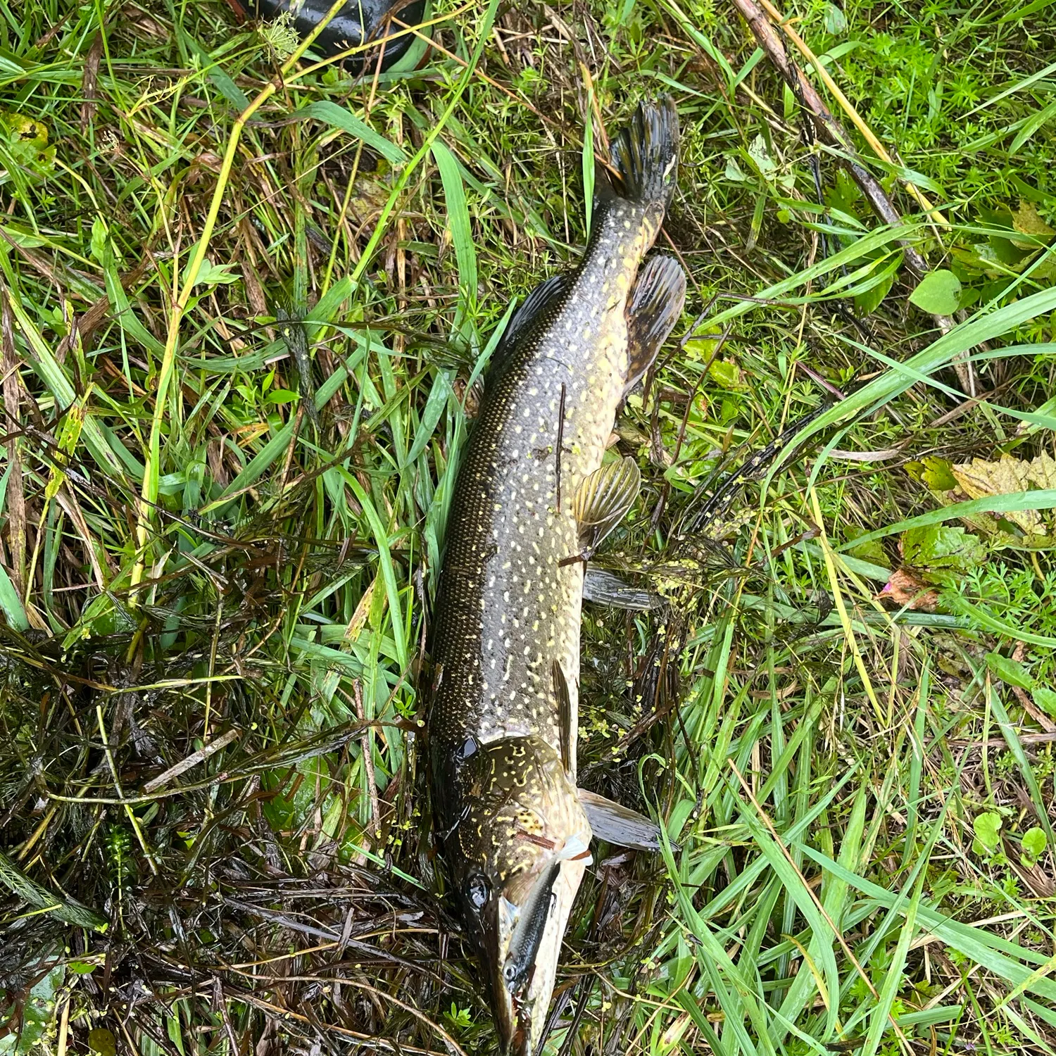 Northern pike caught on Fishbrain