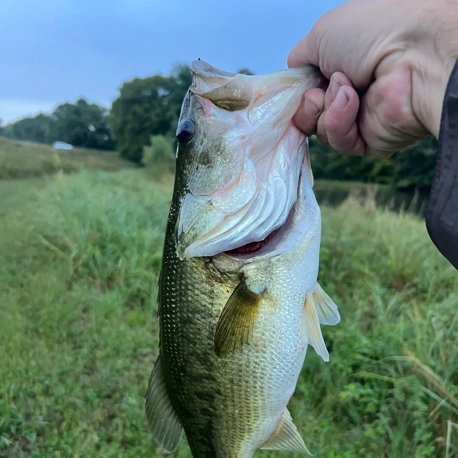 Fish caught on Fishbrain