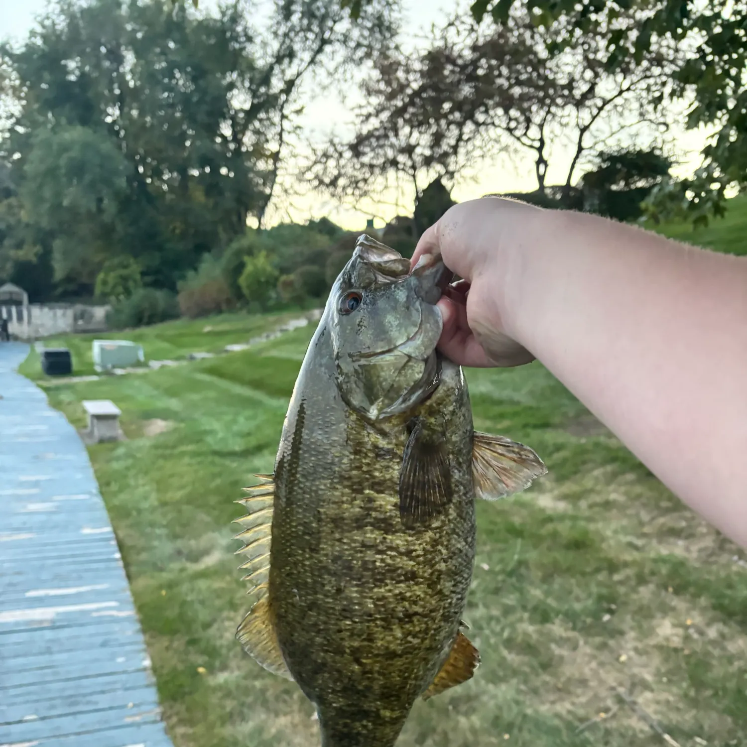 Smallmouth bass caught on Fishbrain