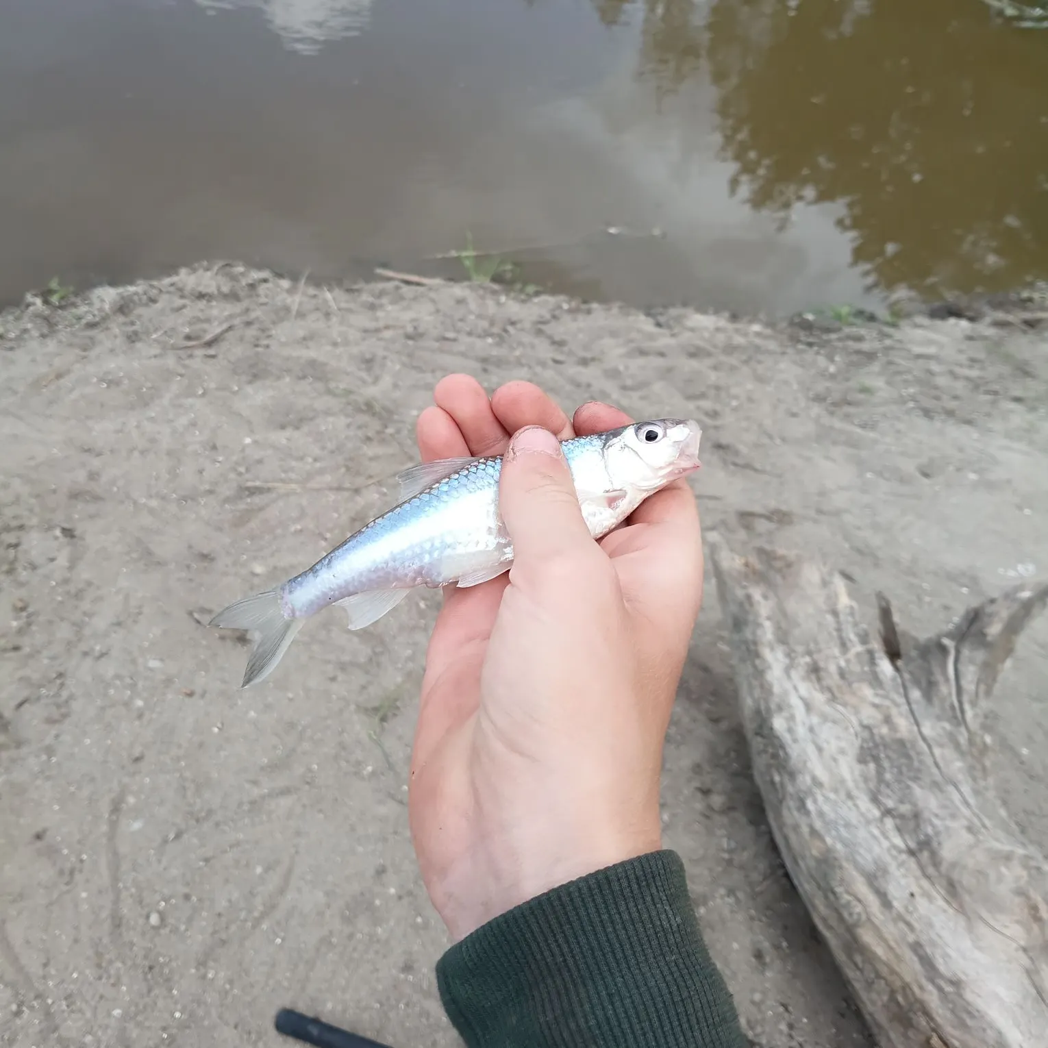 The most recent Lake chub catches on Fishbrain