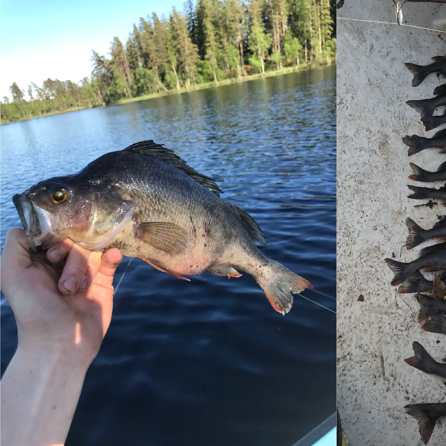 recently logged catches