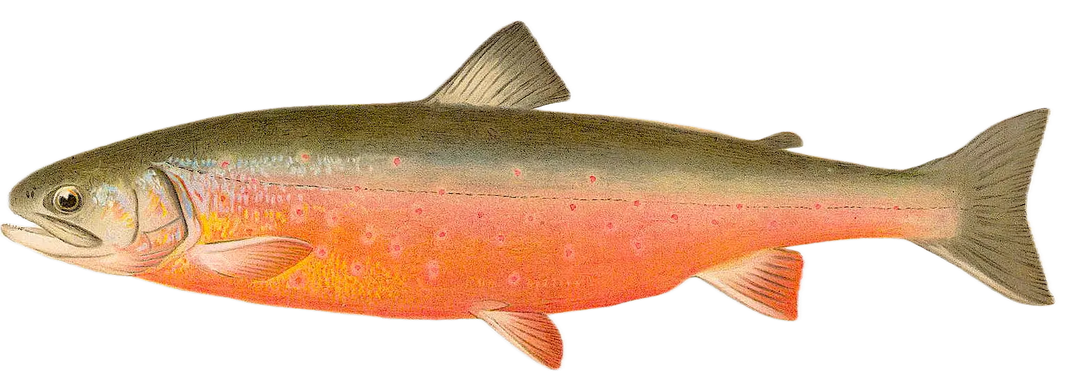 Arctic char