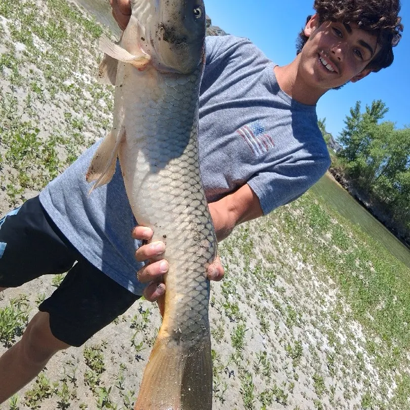 Grass carp caught on Fishbrain