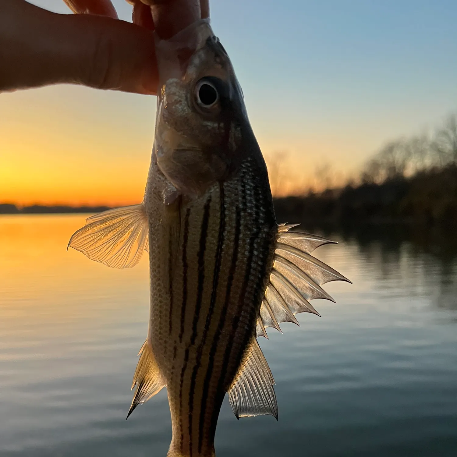 The most recent Yellow bass catches on Fishbrain