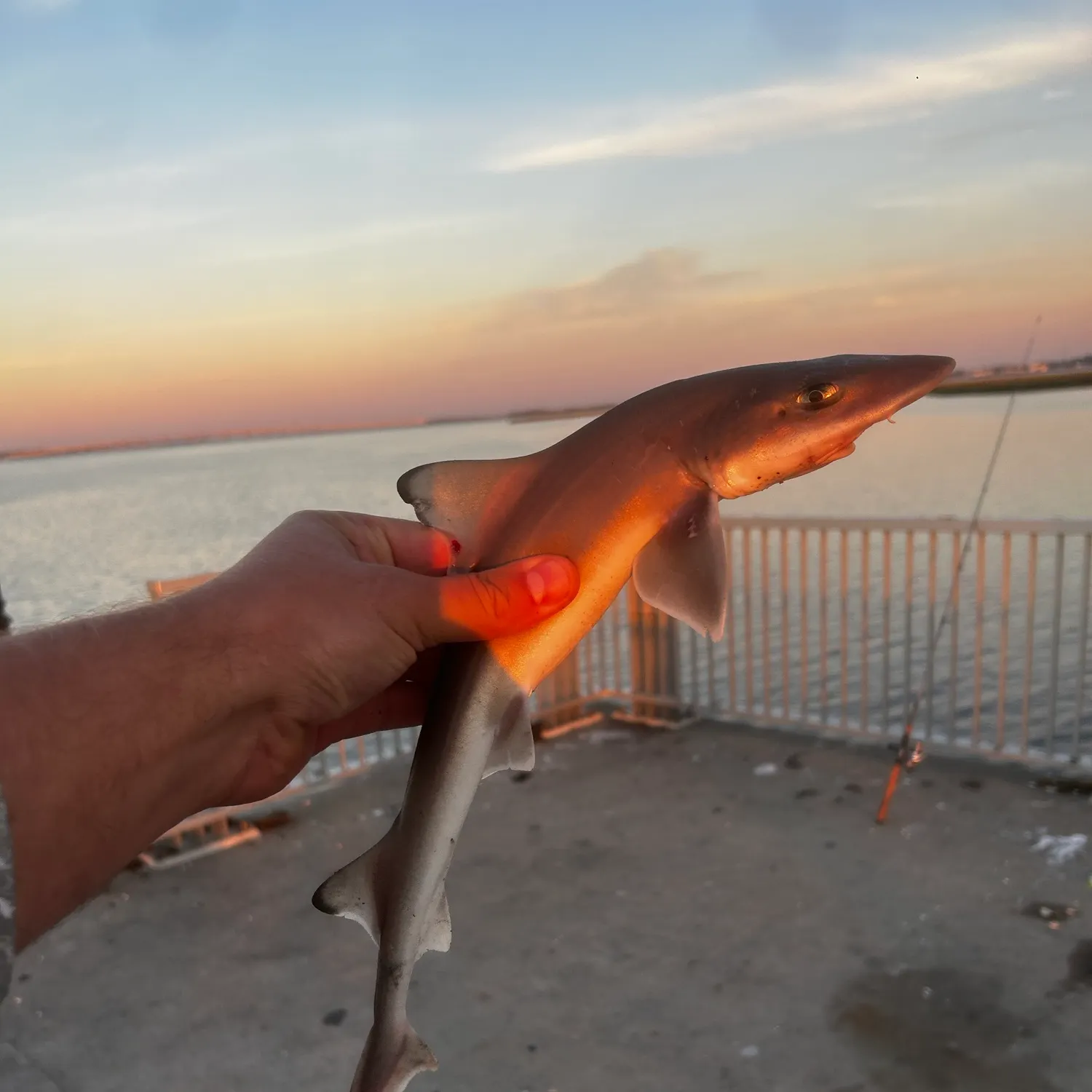 Dusky smooth-hound caught on Fishbrain