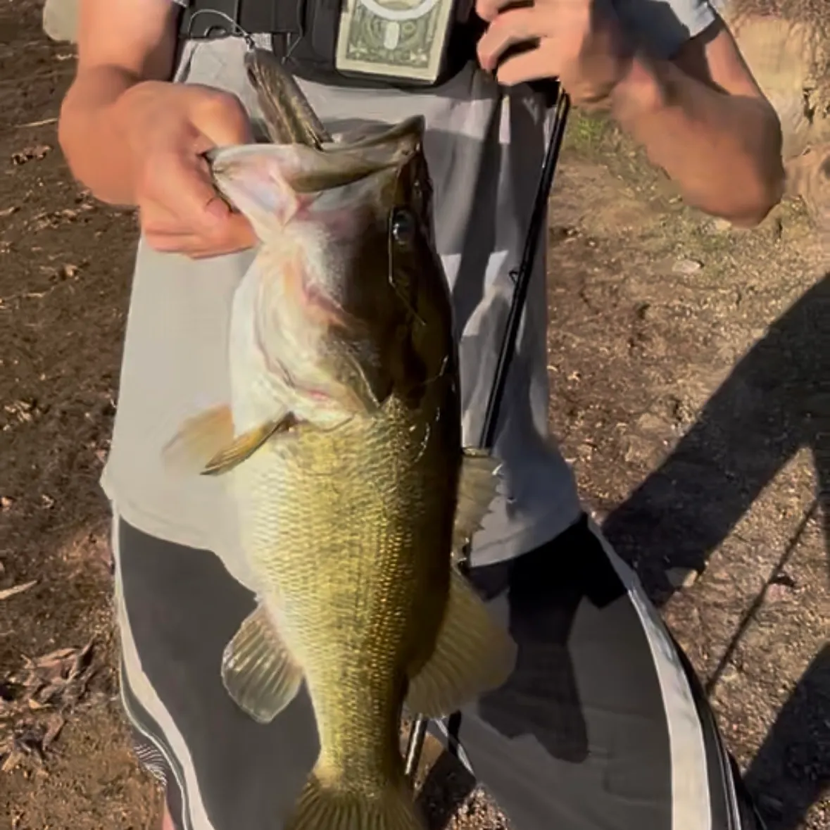 Largemouth bass caught on Fishbrain